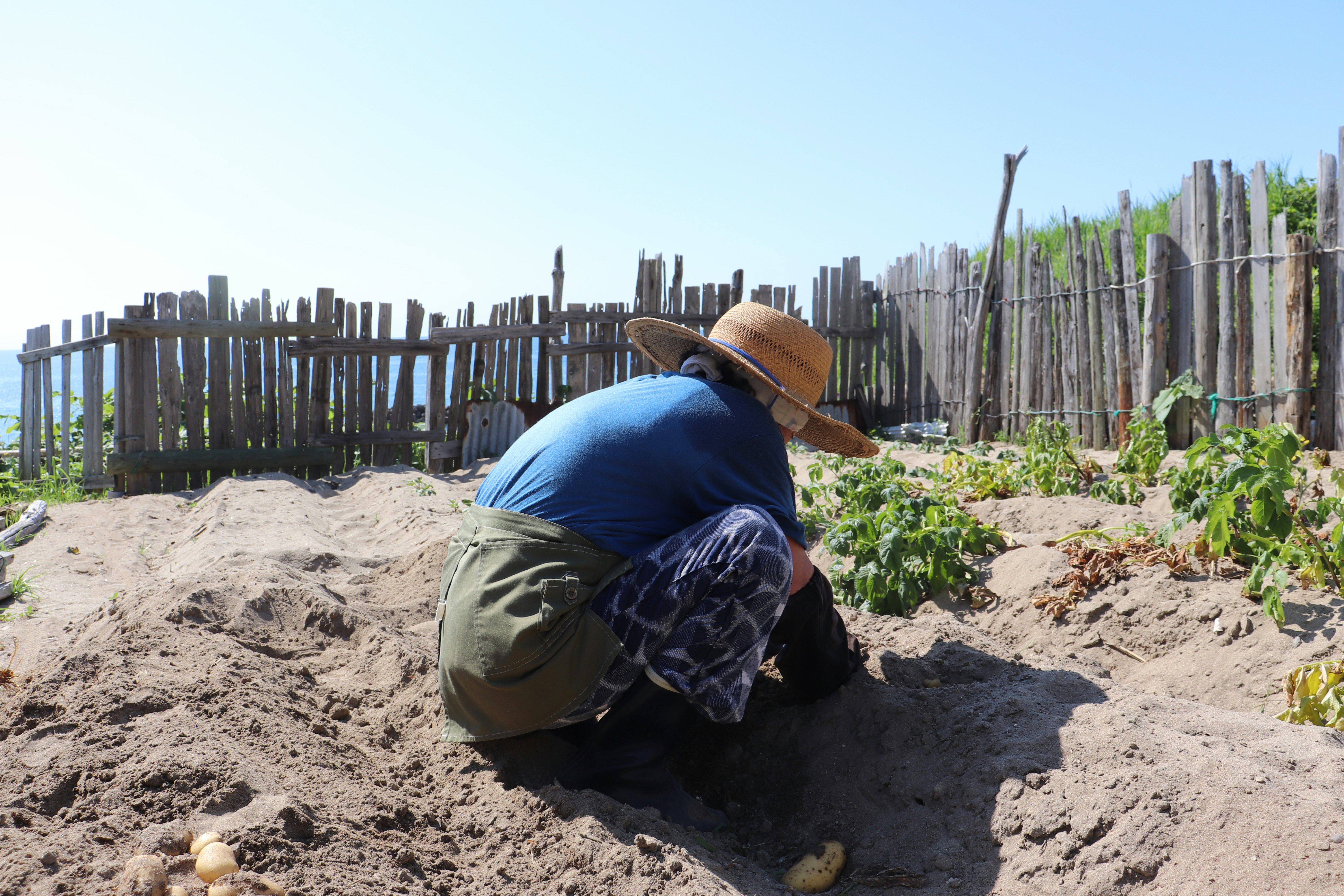 agriculteur accroupi dans la terre avec des jeunes plants