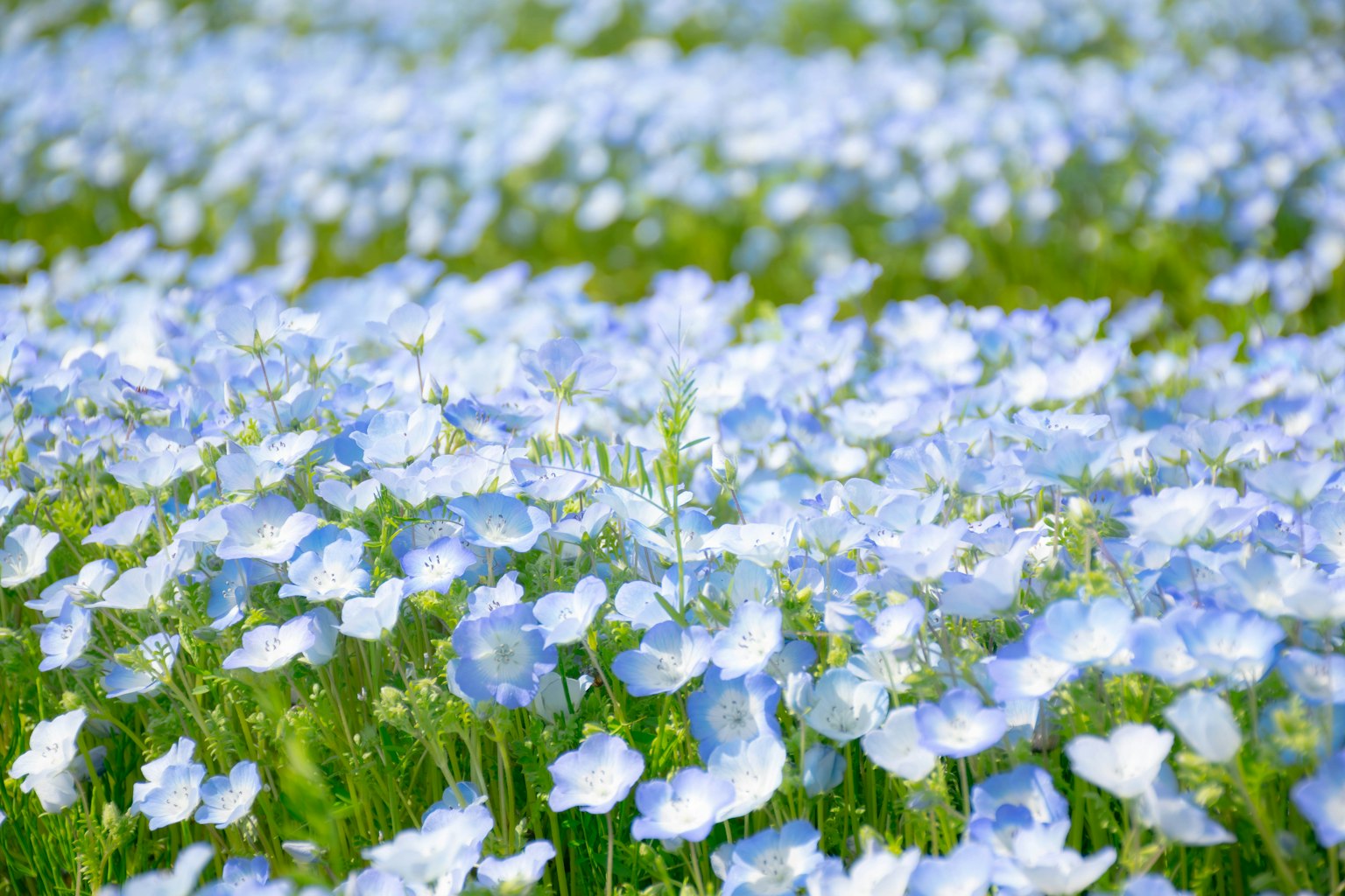 Un bellissimo paesaggio pieno di fiori blu
