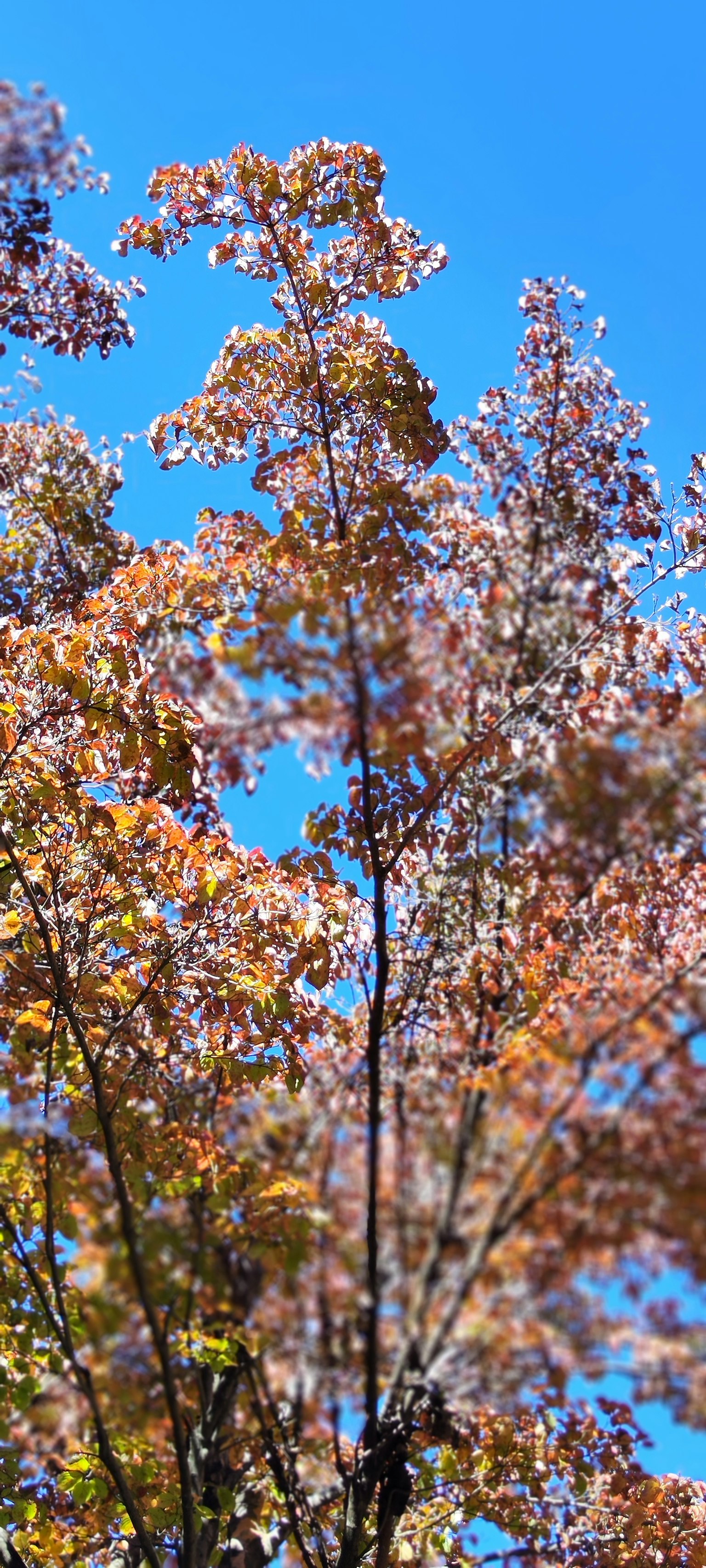 Parte superiore di un albero con foglie autunnali colorate sotto un cielo blu