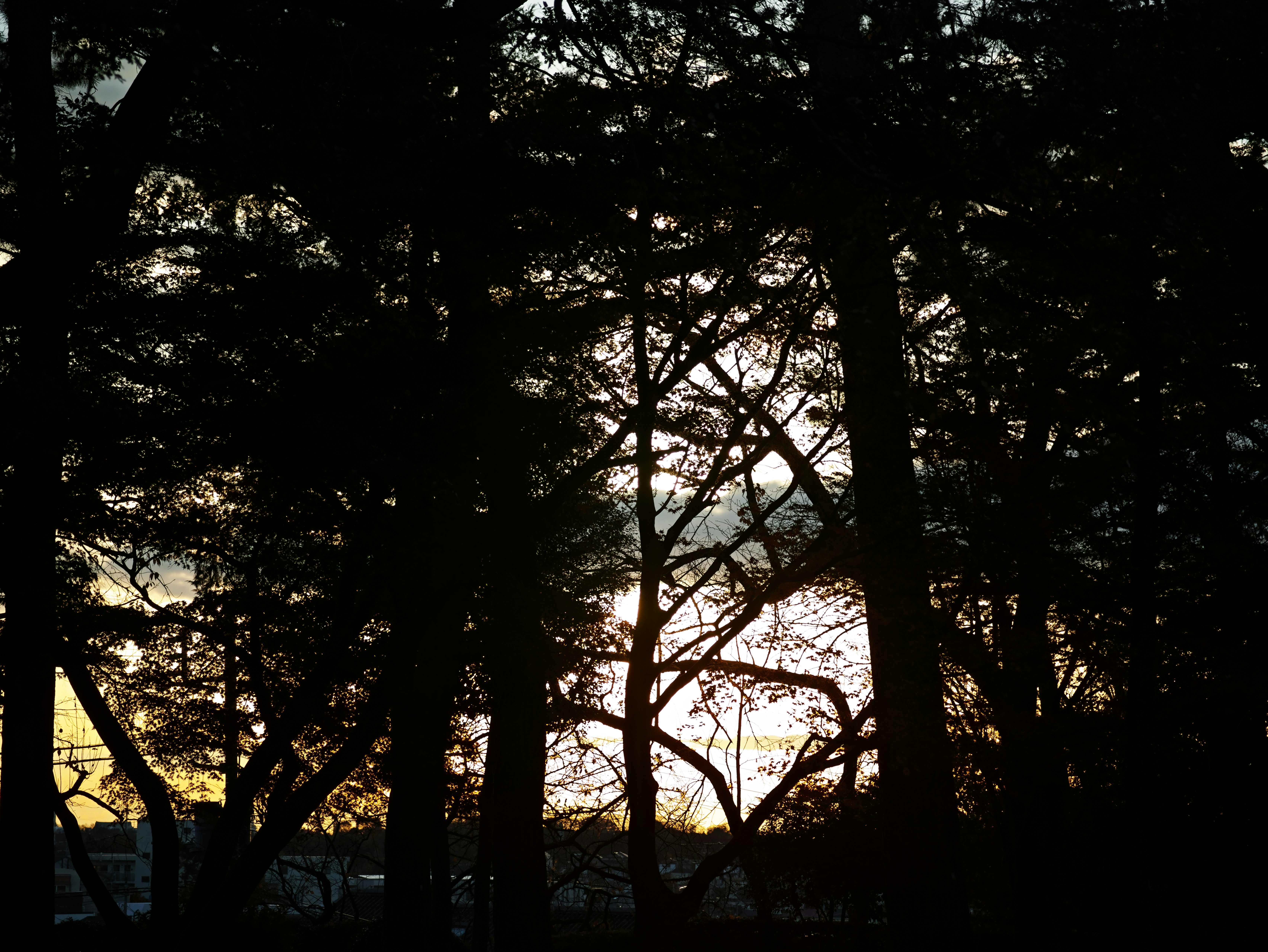 Sunset seen through silhouetted trees