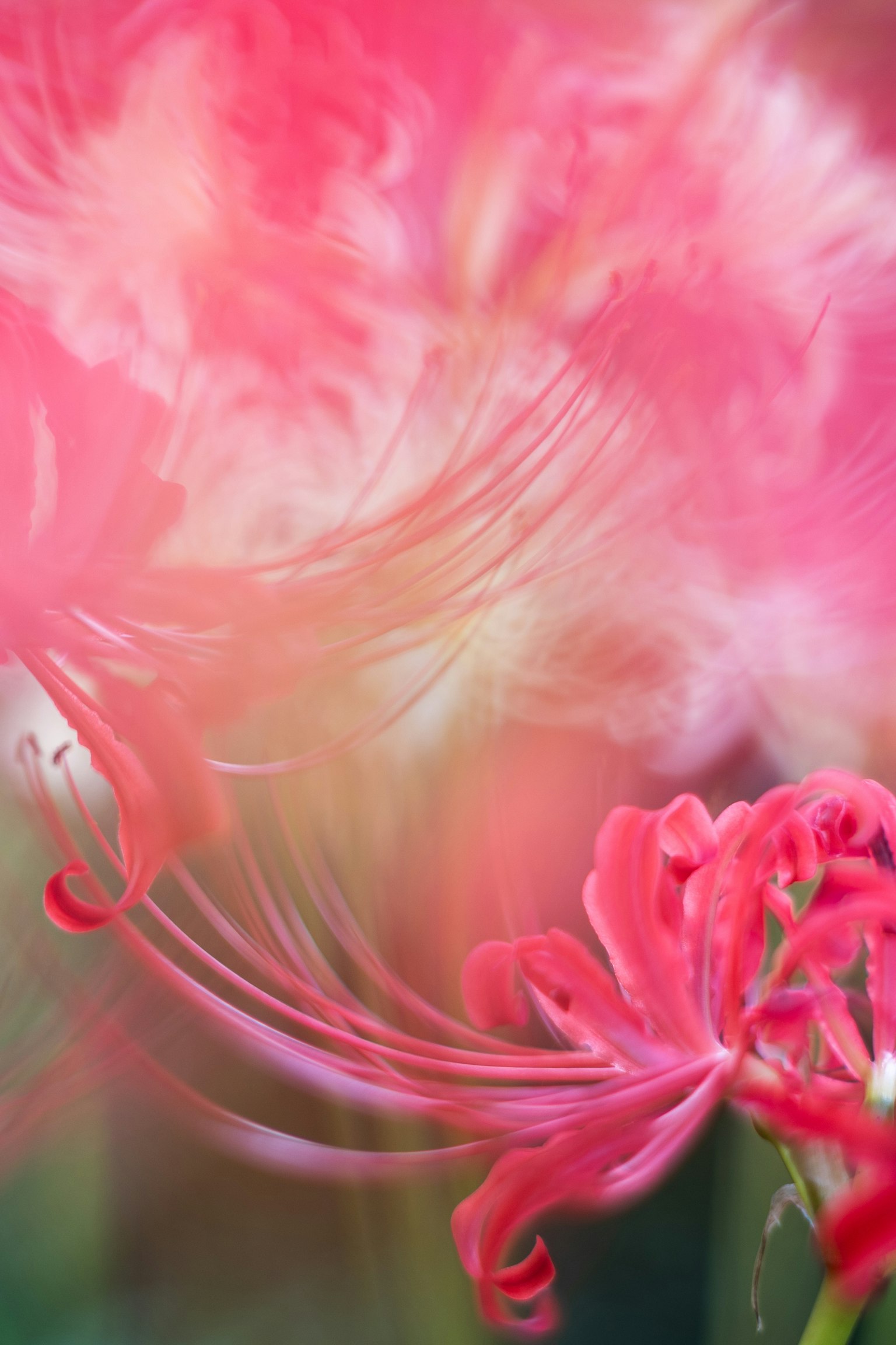 Fleurs roses vibrantes avec des pétales délicats et un arrière-plan doux