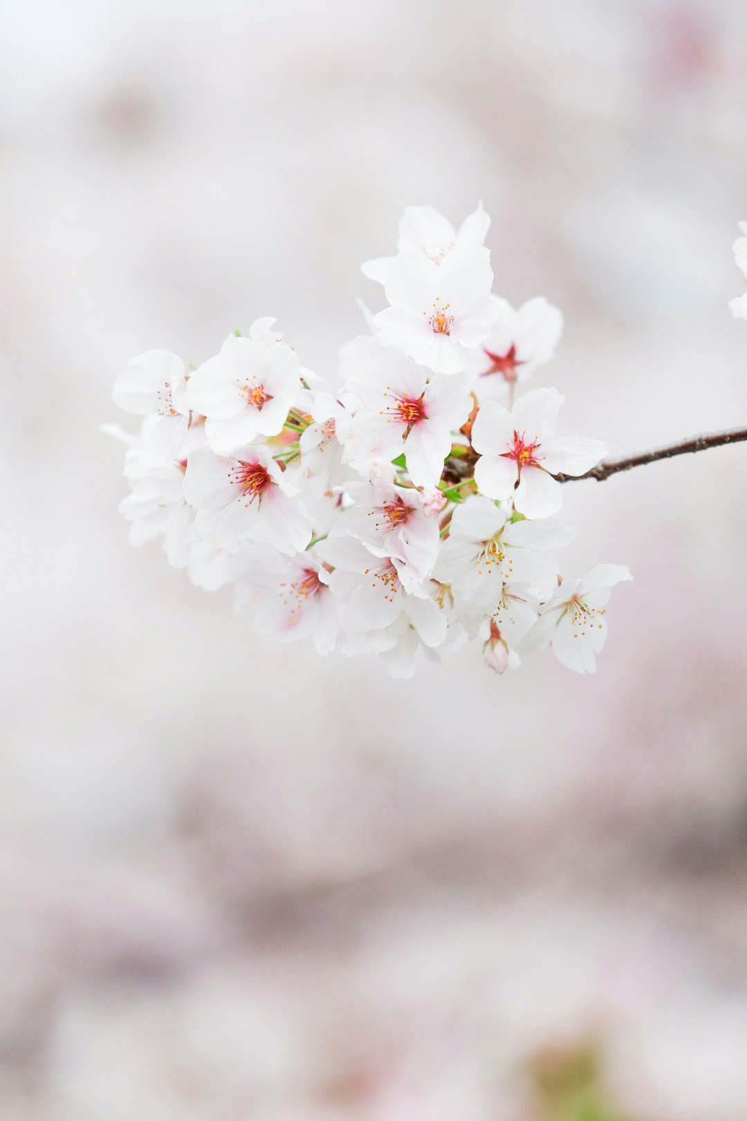 白い桜の花びらが咲く枝先