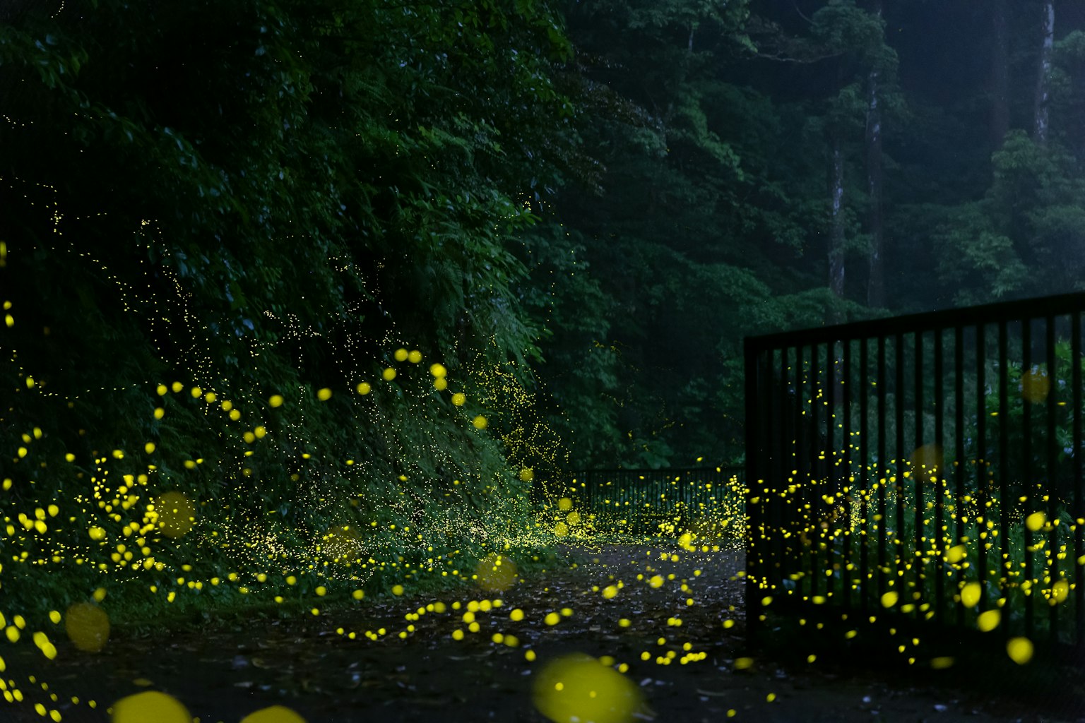 Image de lucioles brillantes dans une forêt sombre
