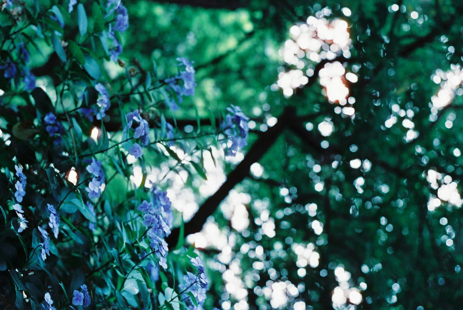 Blurred background of green leaves with purple flowers