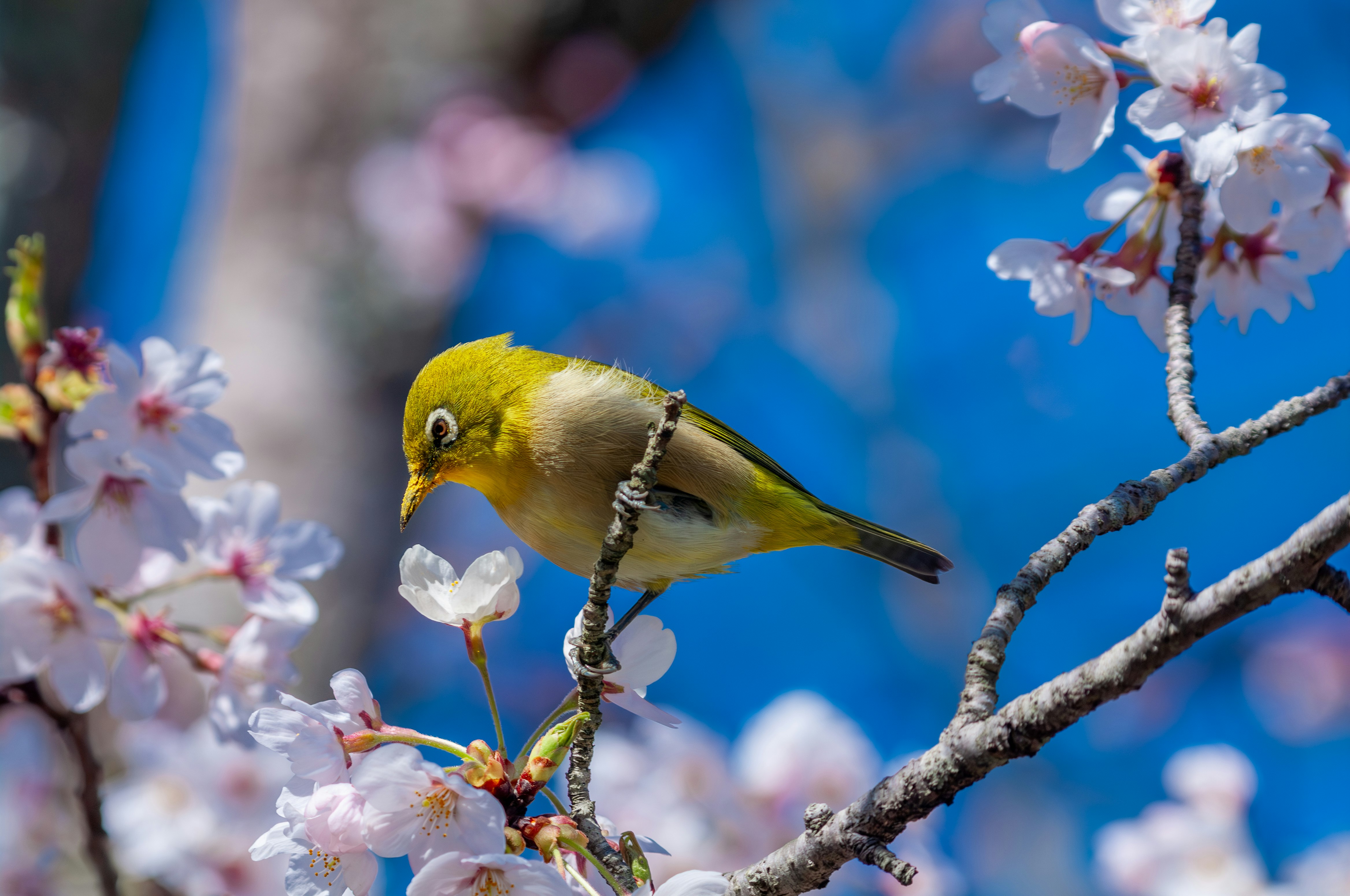 Pájaro blanco japonés posado en flores de cerezo