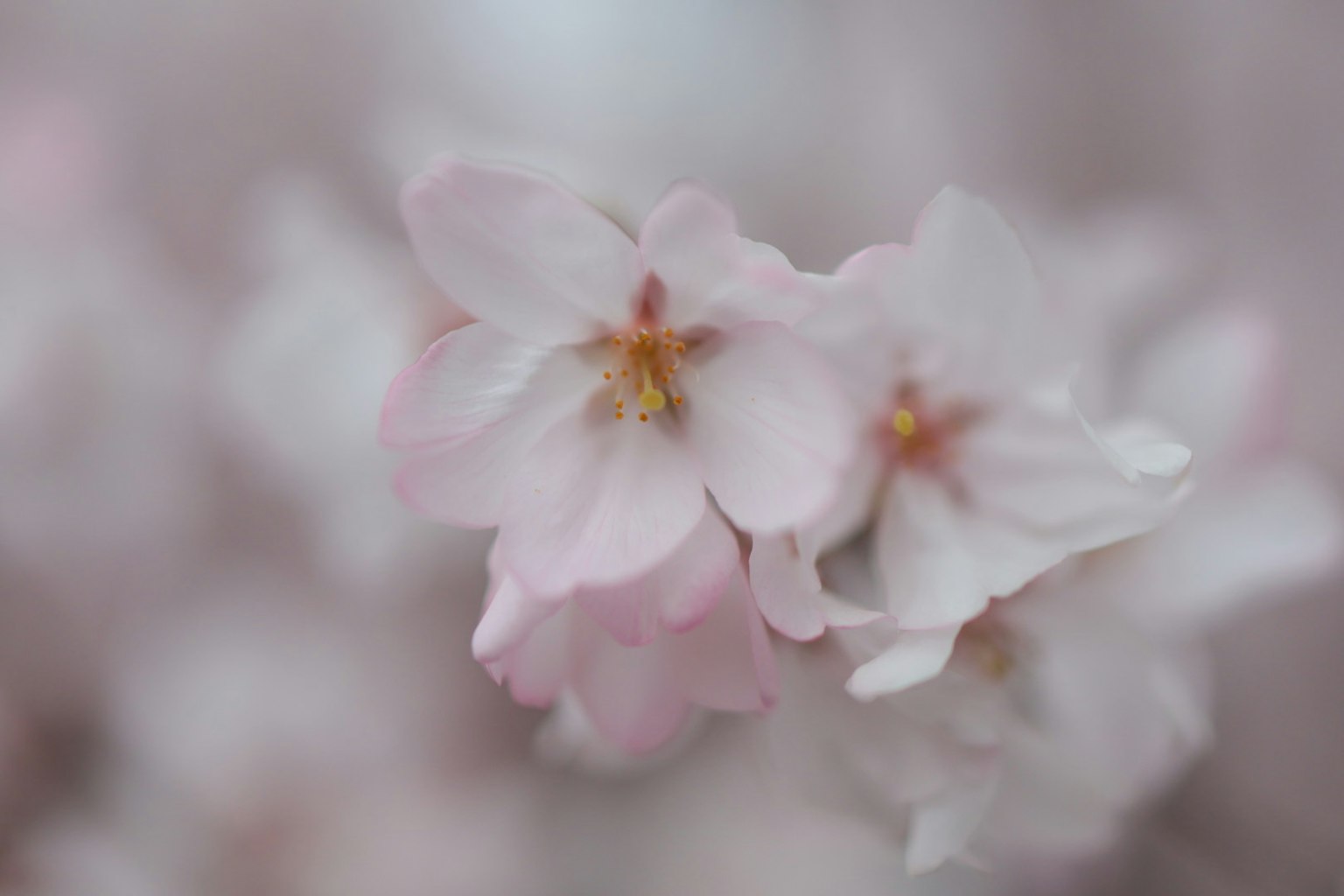 Fleurs de cerisier rose pâle avec un arrière-plan flou