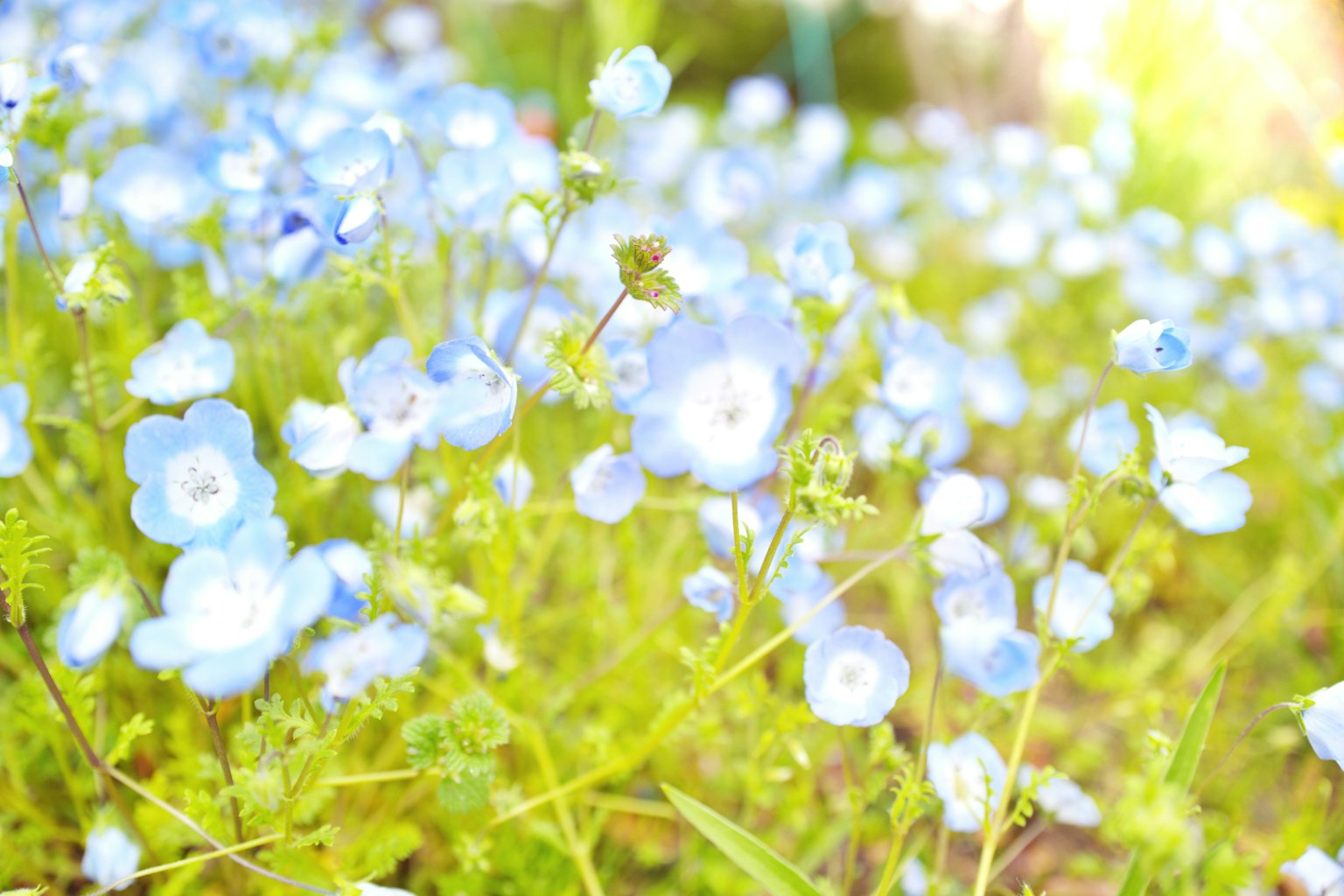 Un champ de fleurs bleues délicates avec un feuillage vert doux