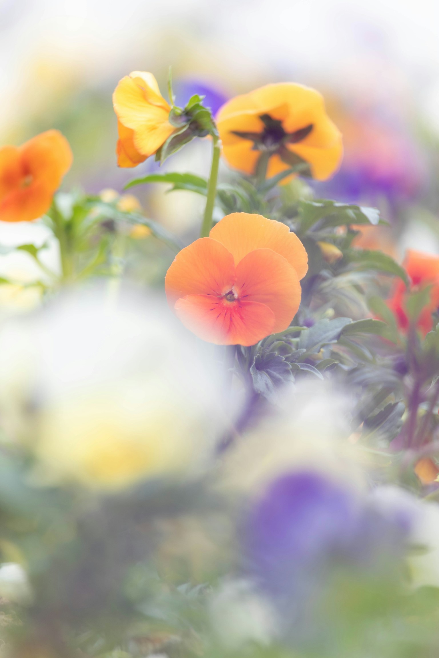 Una vivace viola arancione circondata da vari fiori colorati con uno sfondo sfocato morbido