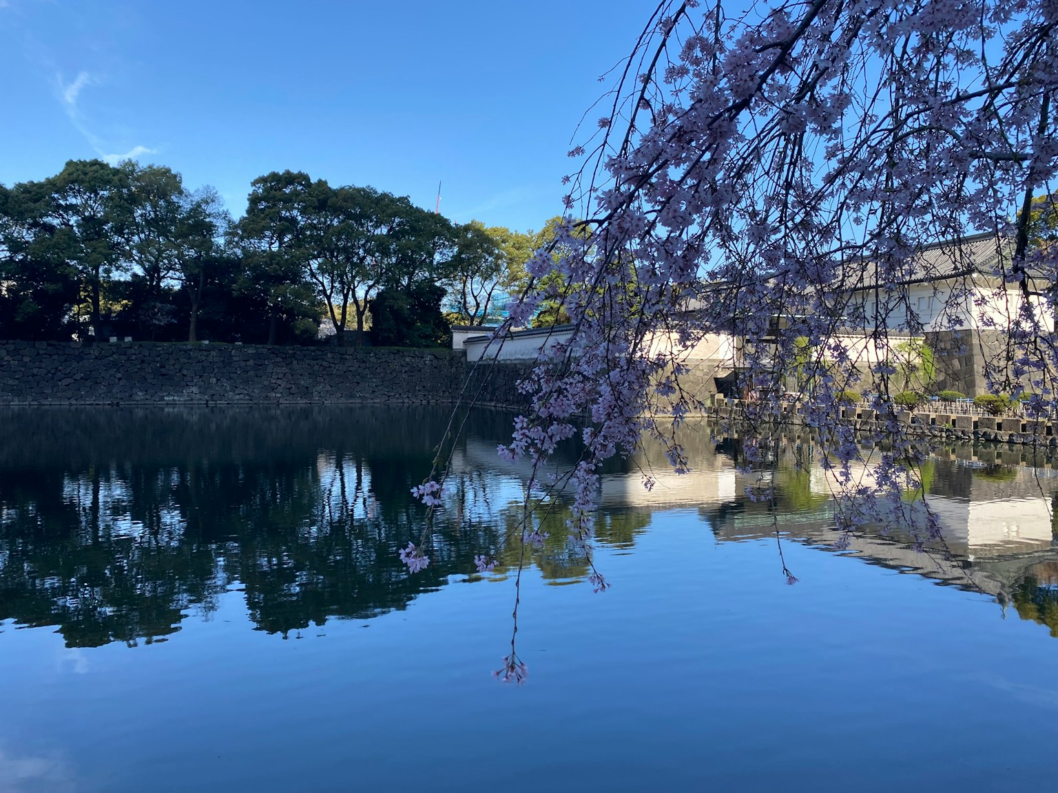 Kolam tenang yang memantulkan bunga sakura dan pohon di bawah langit biru jernih
