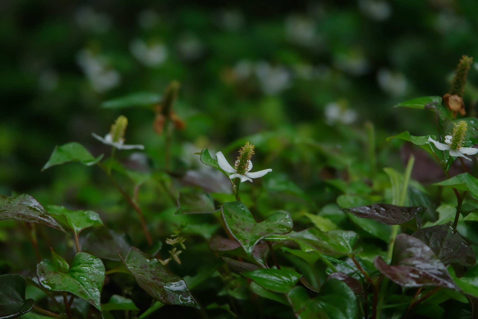 Una scena con foglie verdi e piccoli fiori bianchi che sbocciano
