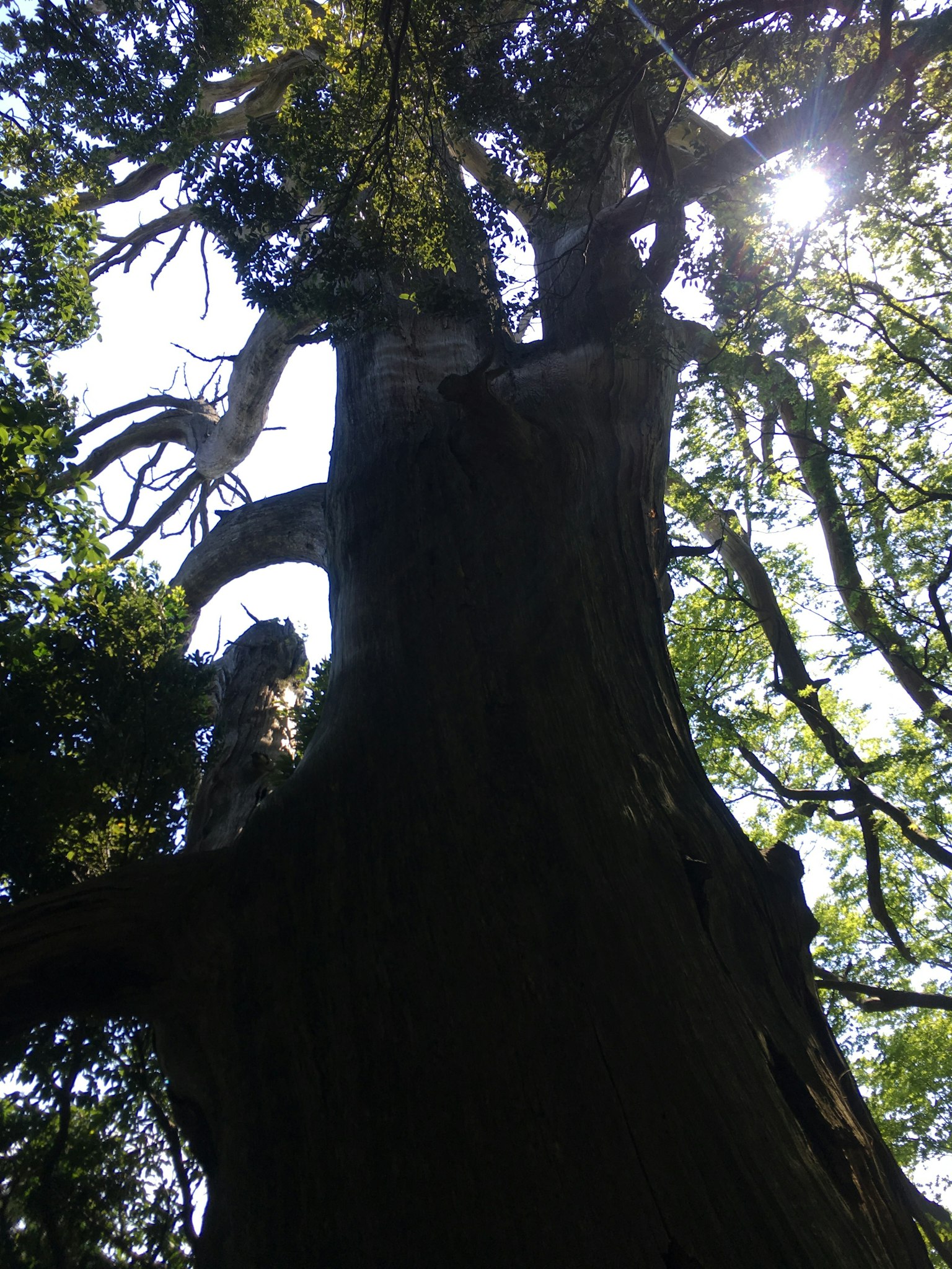 Vista hacia arriba de un gran árbol iluminado por la luz solar