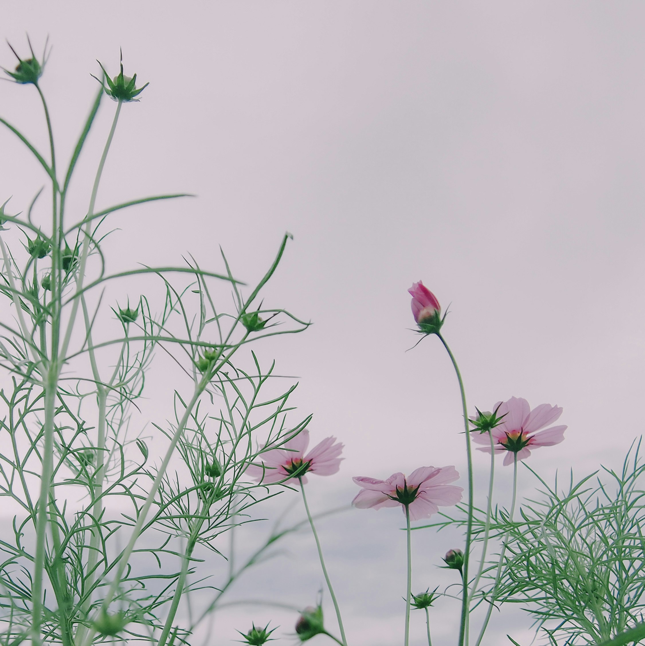 淡いピンクのコスモスと細い茎の花畑