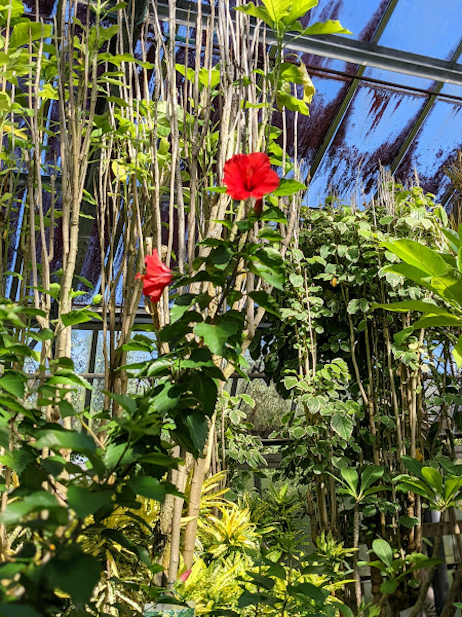 Interno di una serra con fiori rossi vivaci e piante verdi lussureggianti