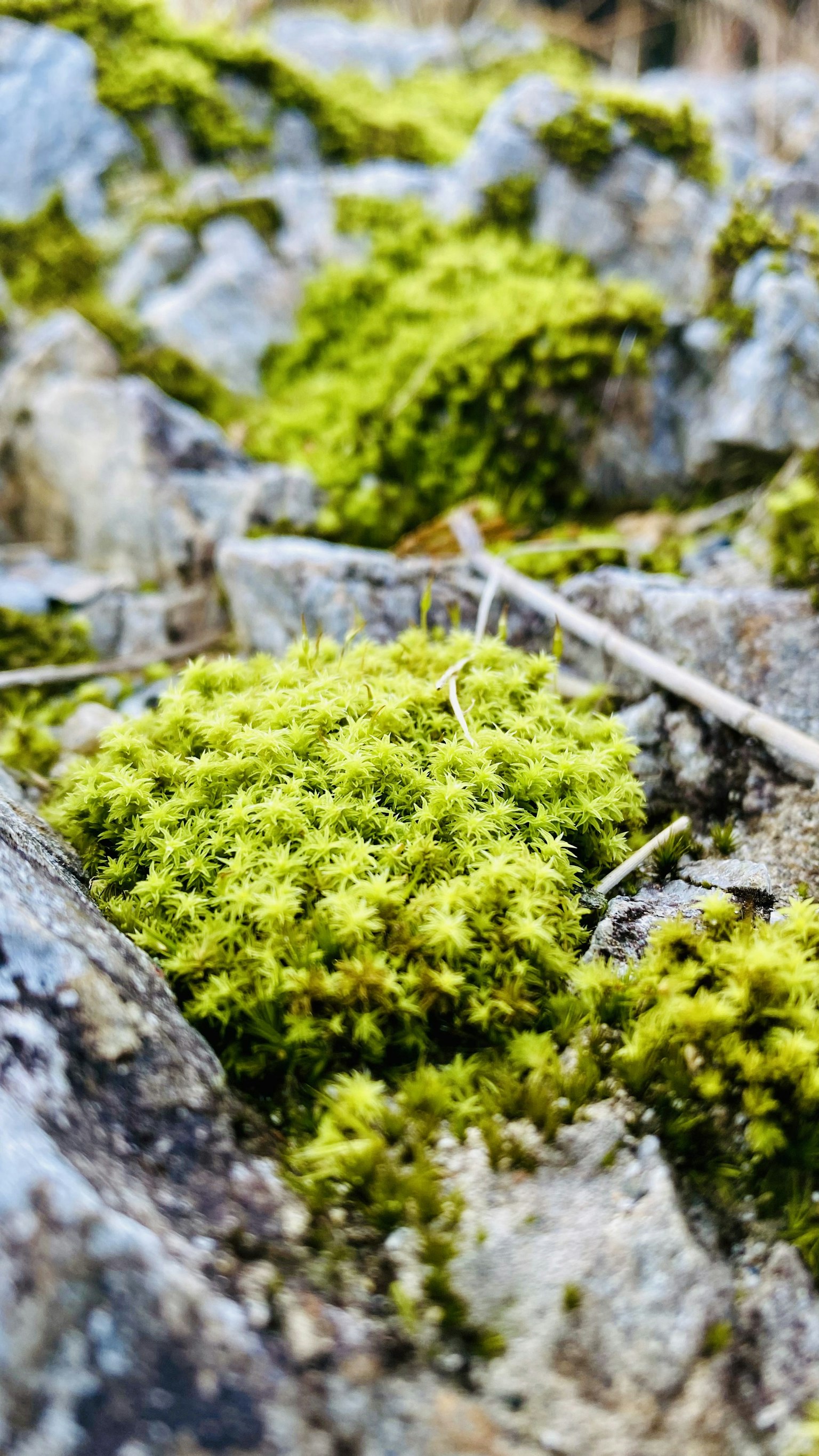 Nahaufnahme von grünem Moos, das zwischen Steinen wächst