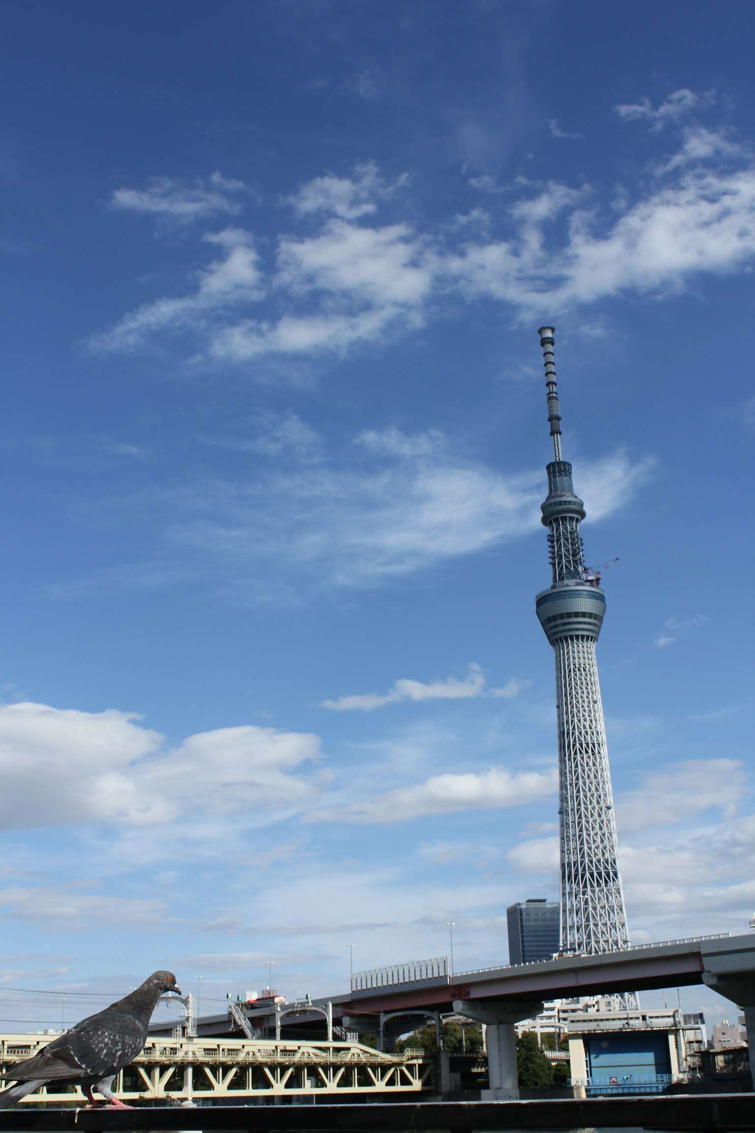 东京晴空下的东京晴空塔