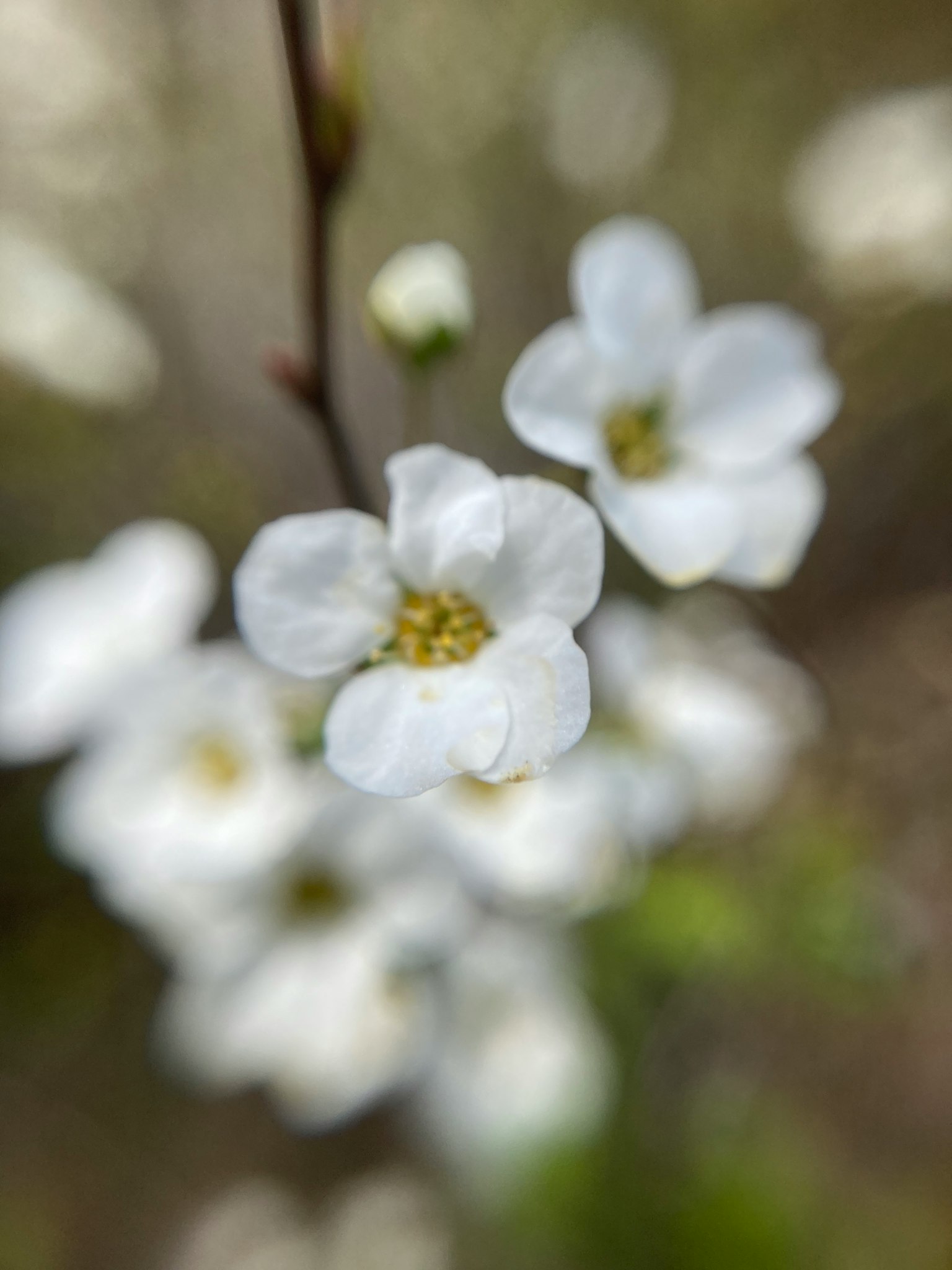 Primo piano di fiori bianchi con sfondo sfocato