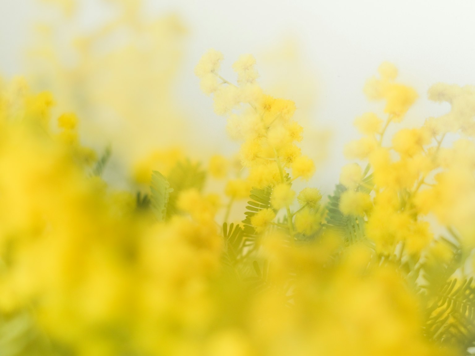 黄色い花がぼやけている背景のイメージ