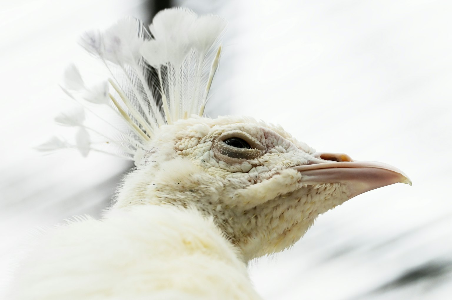 Acercamiento del rostro de un pavo real blanco con plumas de cresta distintivas