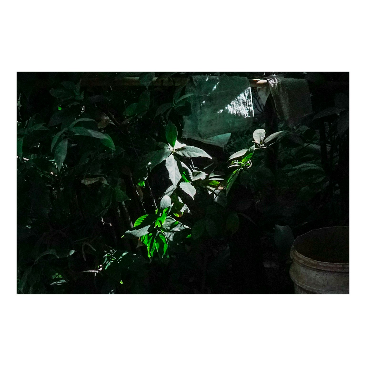 Gros plan de plantes avec des feuilles vertes contrastantes et de la lumière