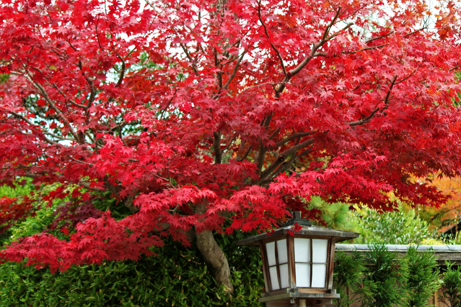 Albero di acero rosso vibrante con una lanterna giapponese tradizionale