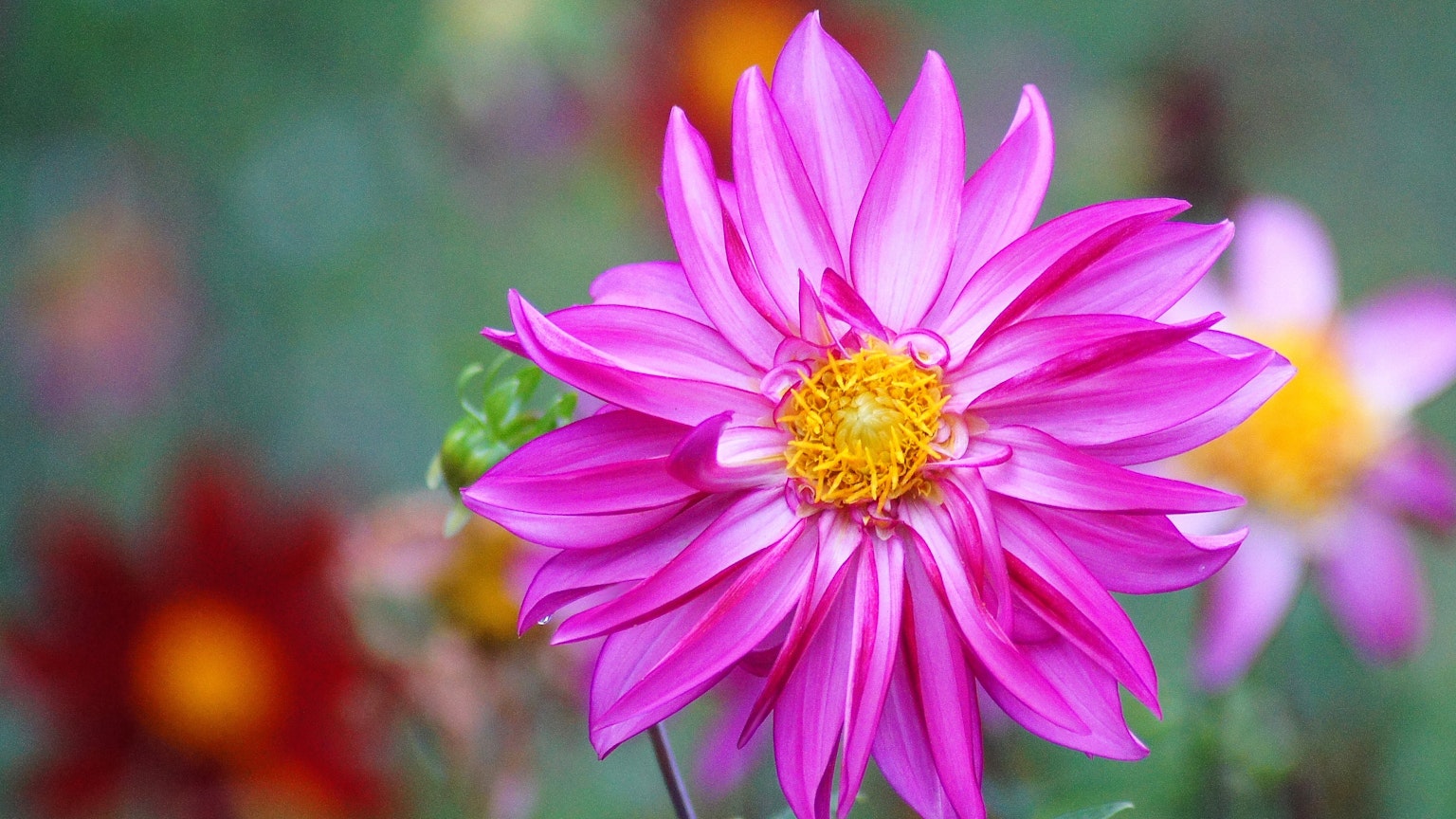Fleur rose vive avec un centre jaune caractéristique d'une dahlia