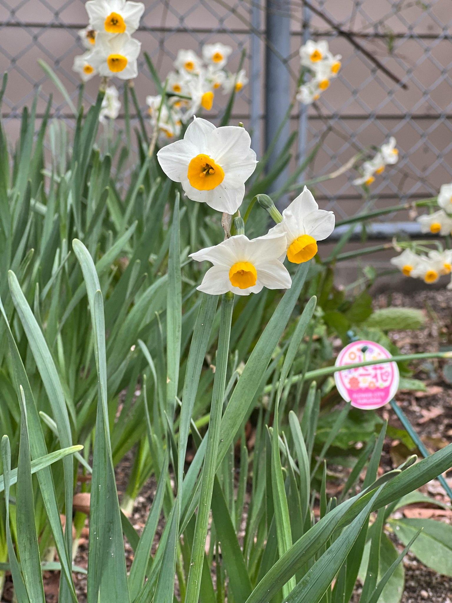 Una scena di giardino con narcisi bianchi e foglie verdi