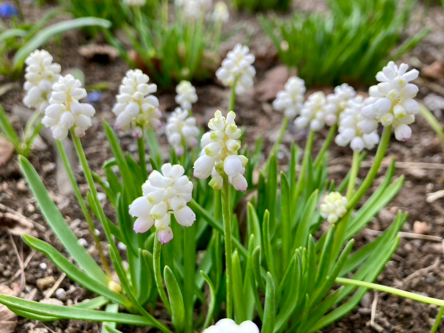 Grupo de pequeñas plantas con flores blancas floreciendo en el suelo
