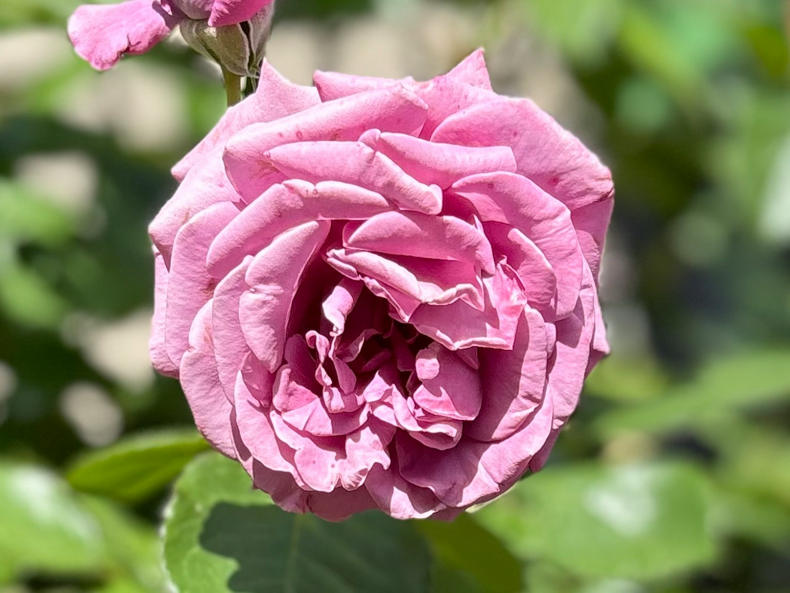 Una rosa rosa in fiore con petali delicati