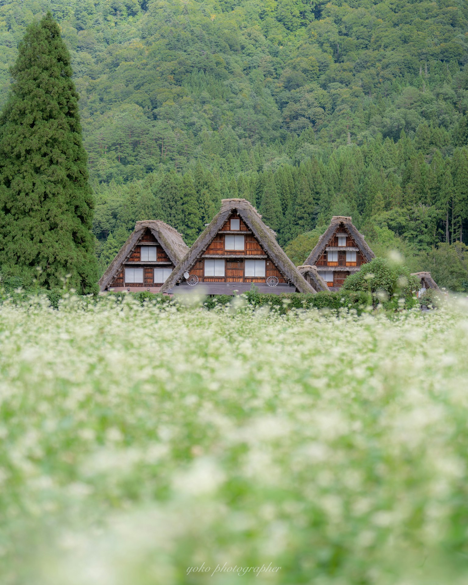 Traditional gassho-zukuri houses set against green mountains