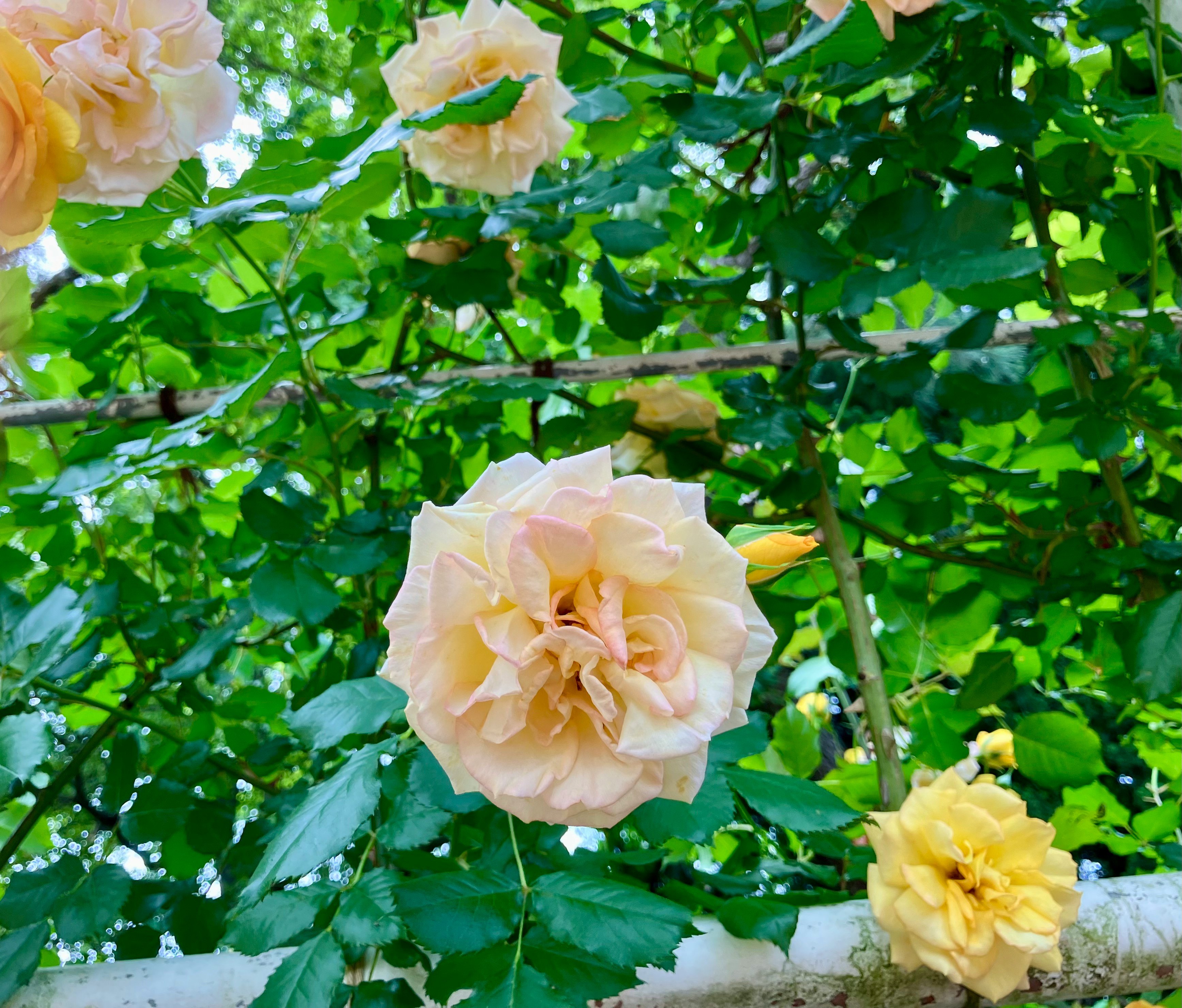 バラの花が枝に咲く庭の緑の背景