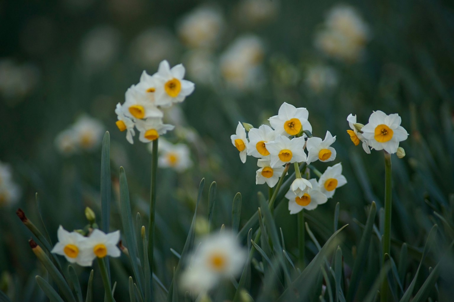 Kumpulan bunga daffodil putih dengan pusat kuning di latar belakang hijau