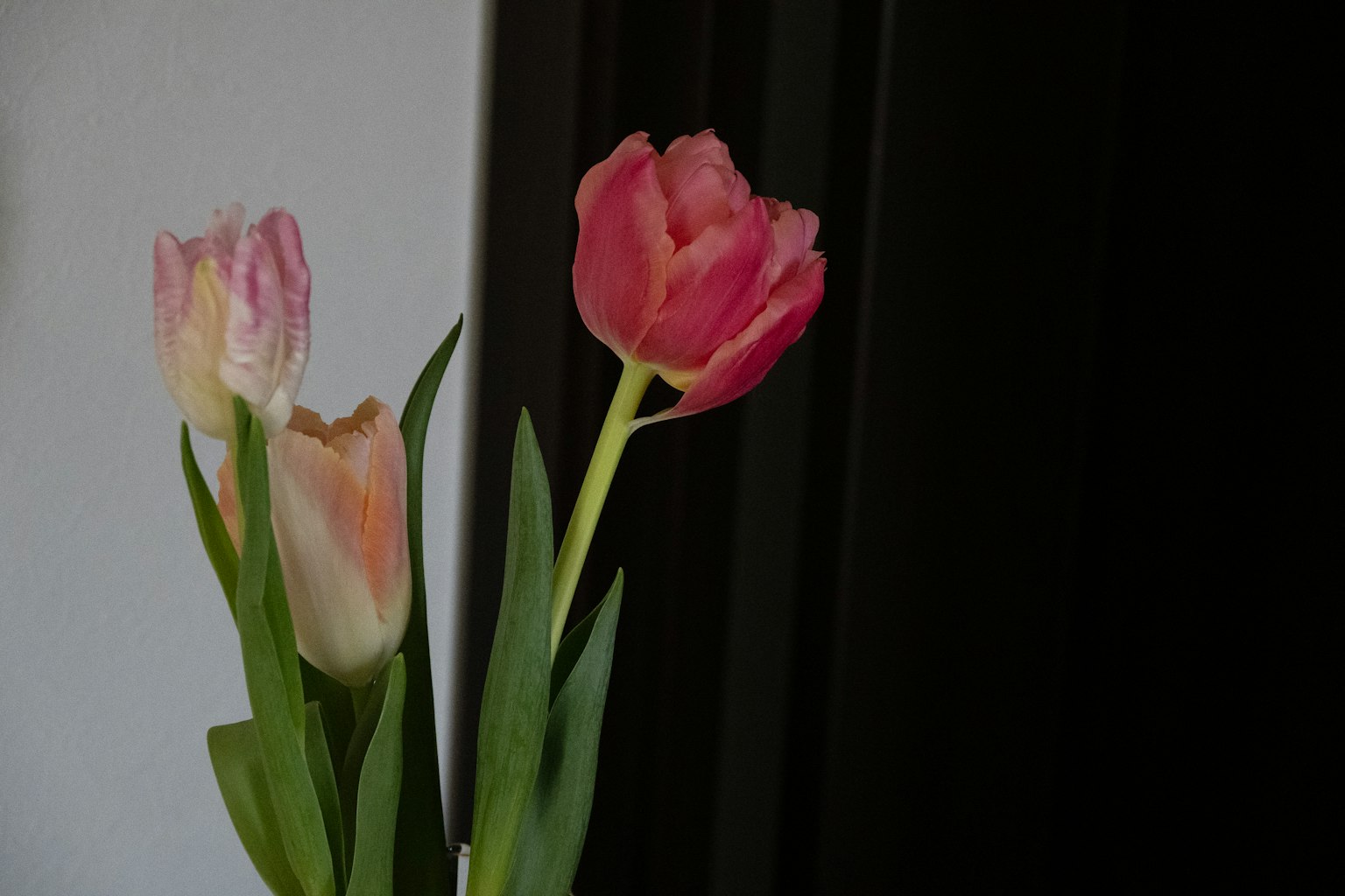 Tulipes colorées sur un fond noir