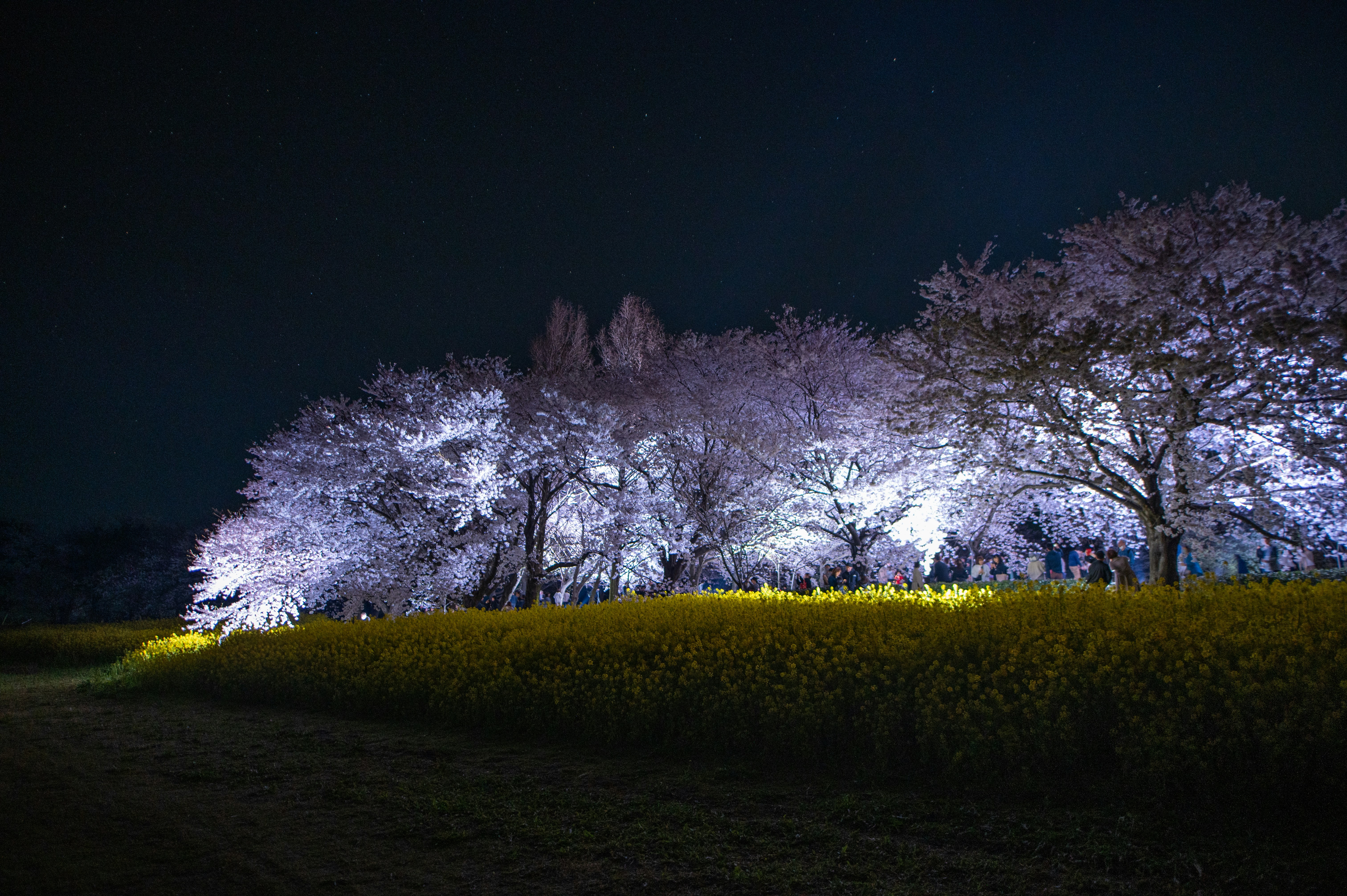 夜空の下で咲く桜並木と菜の花畑