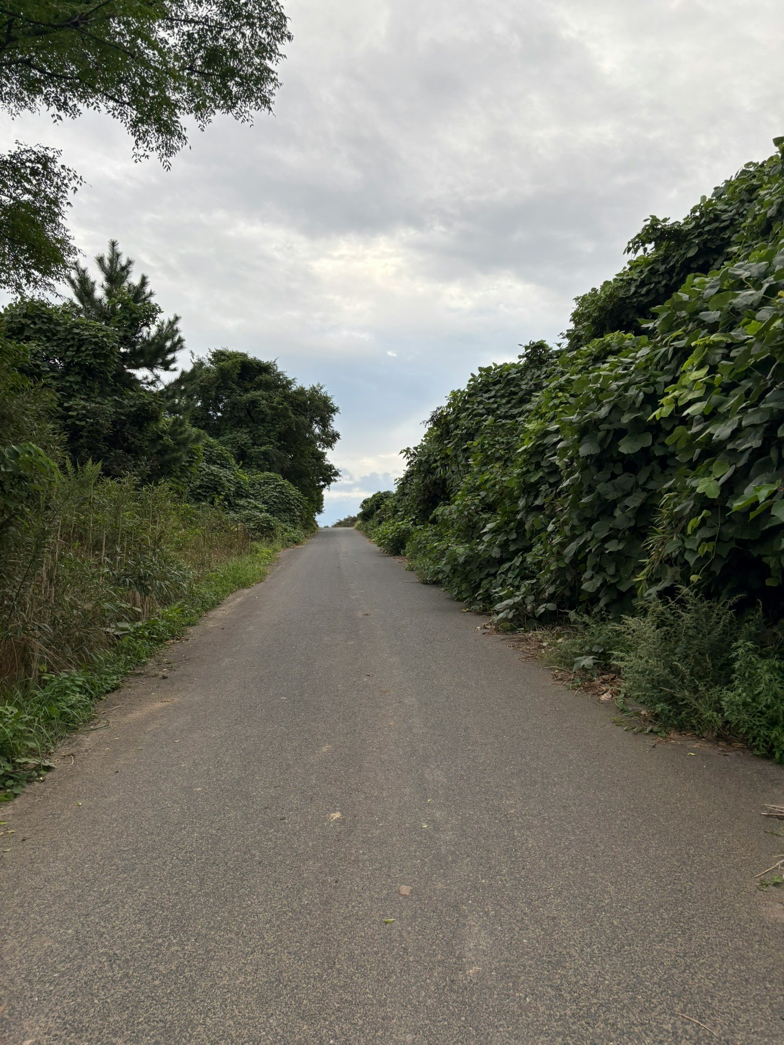 緑の木々に囲まれた静かな道が続く風景