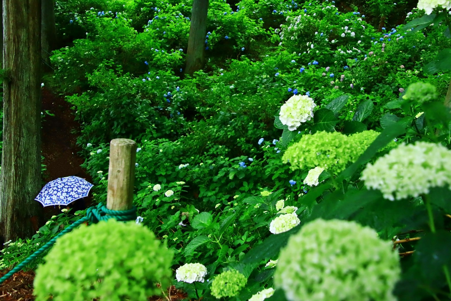 Scène verdoyante avec des hortensias blancs et un parapluie bleu