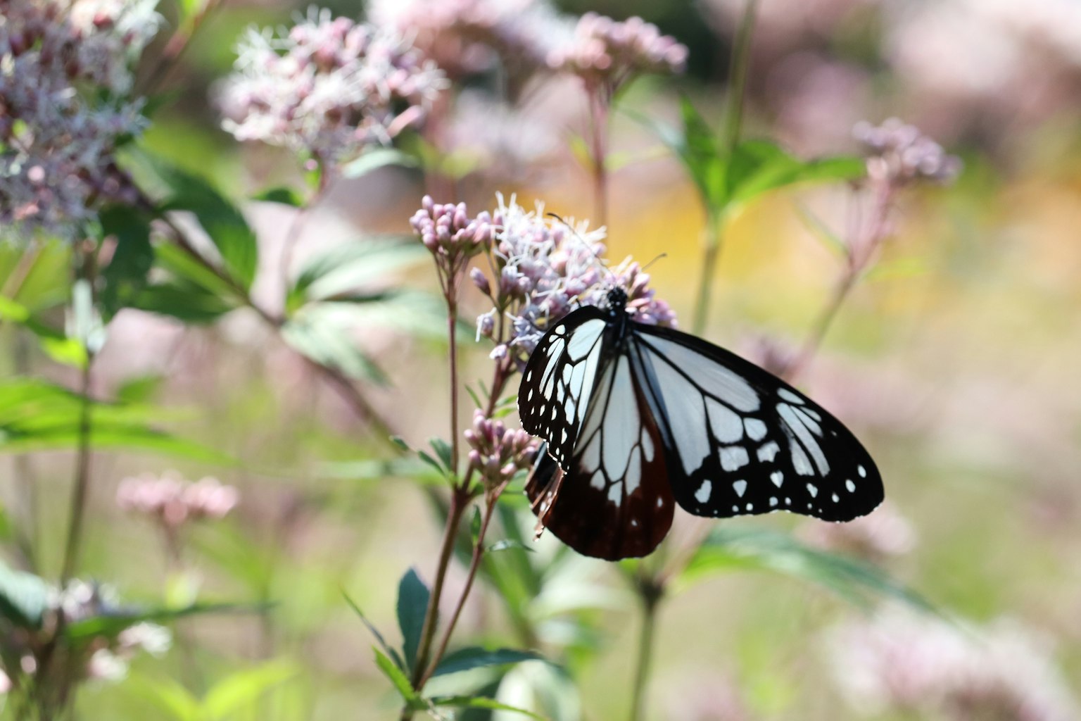 Un papillon noir et blanc se reposant sur des fleurs