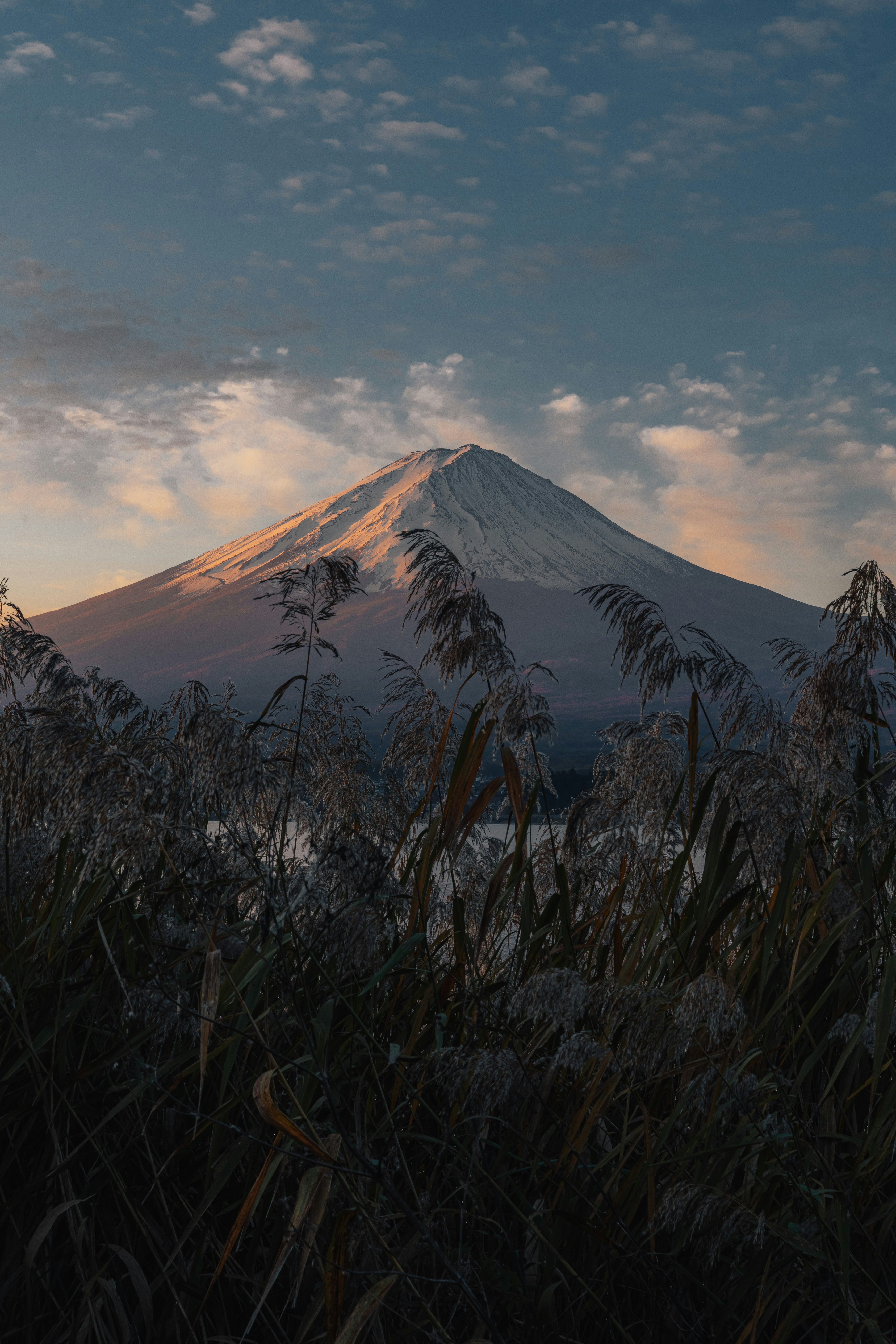 Mount Fuji at sunset with foreground grasses