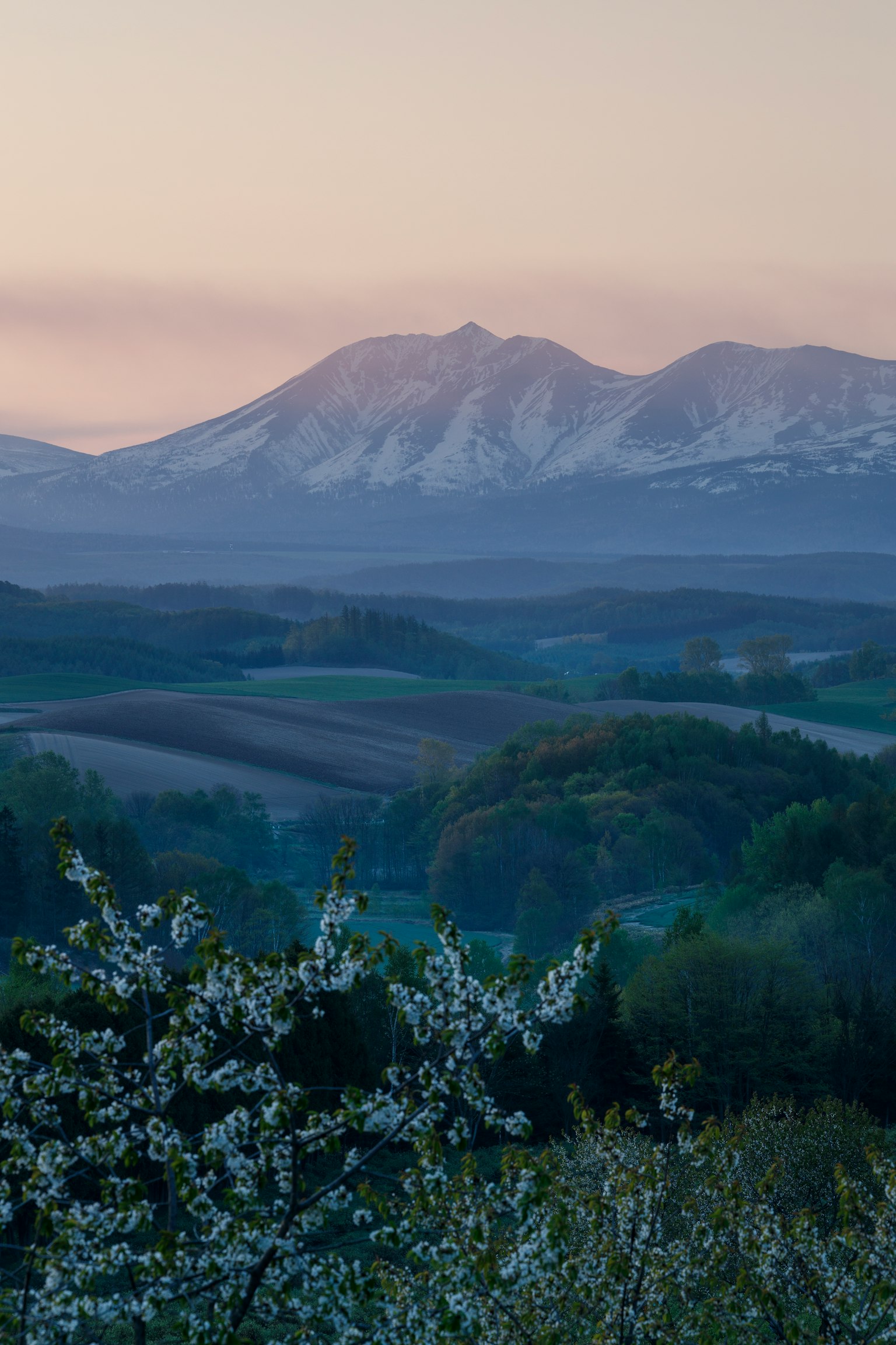 Snow-capped mountains with blooming spring flowers in the foreground