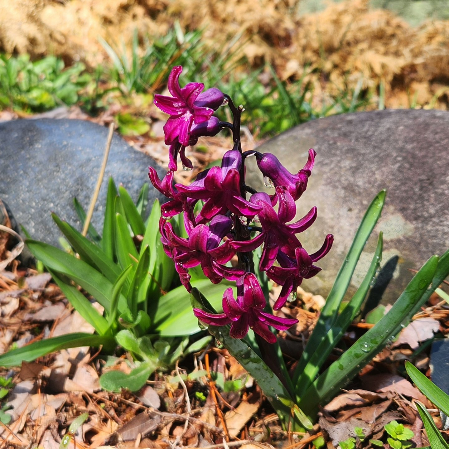 紫のヒヤシンスが咲く花壇のような地面の植栽