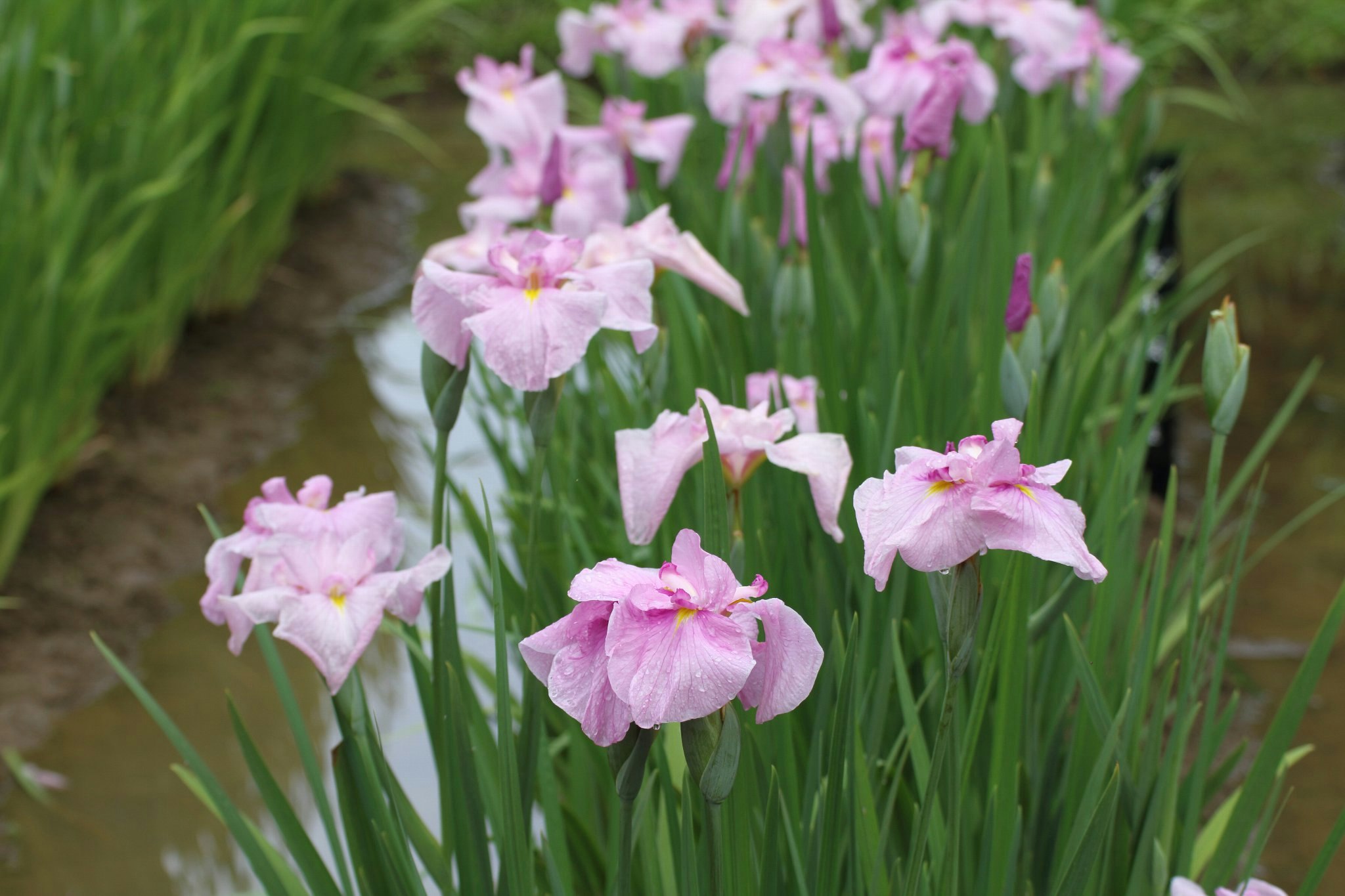 小道沿いに咲くピンクのアイリスの花
