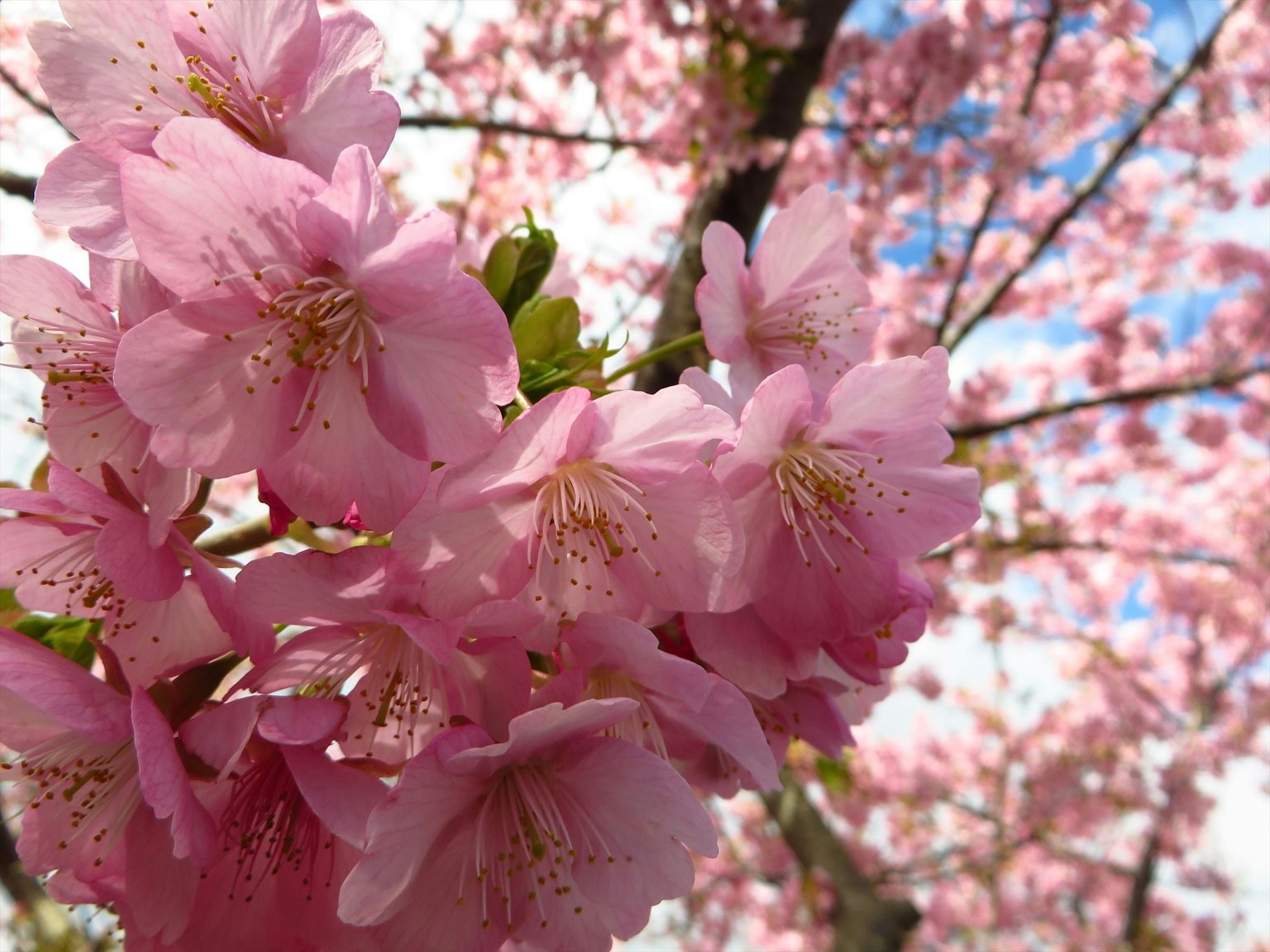 Gros plan de branches de cerisier avec des fleurs roses vibrantes sur un fond flou de ciel bleu