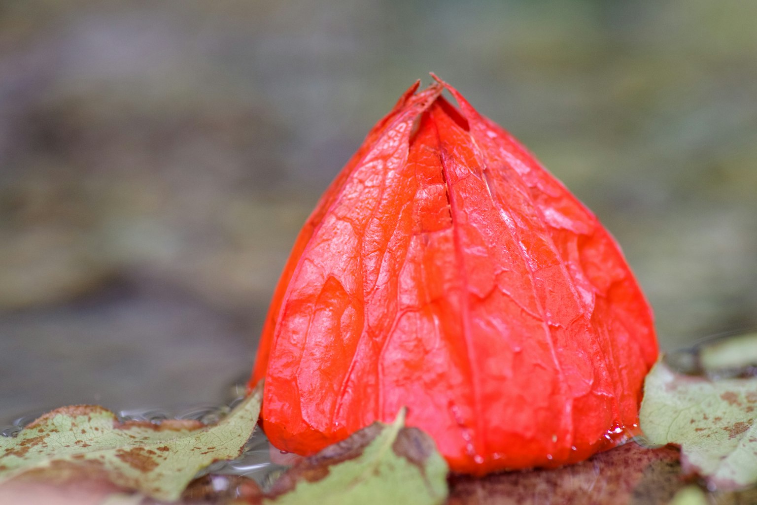 Une forme rouge vif semblable à une feuille dans un cadre naturel