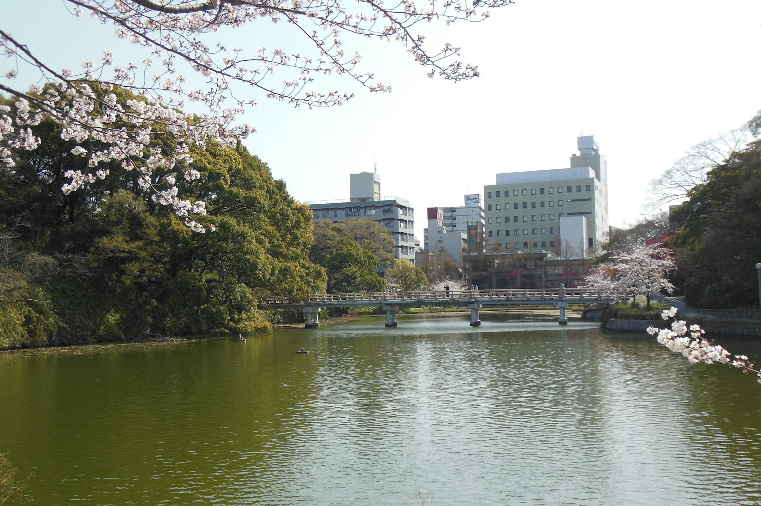 A serene park pond surrounded by cherry blossoms and modern buildings