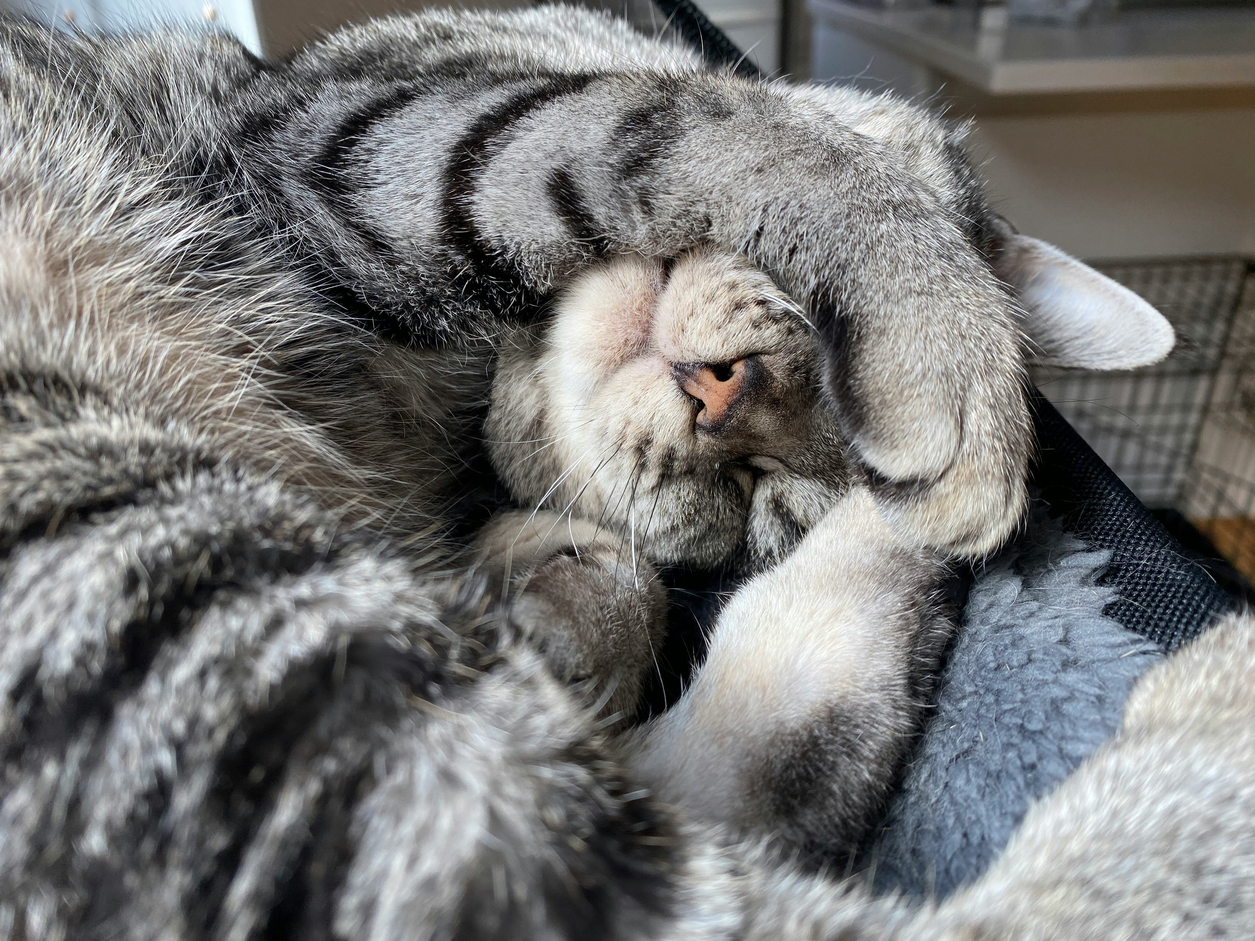 kucing abu-abu tidur meringkuk