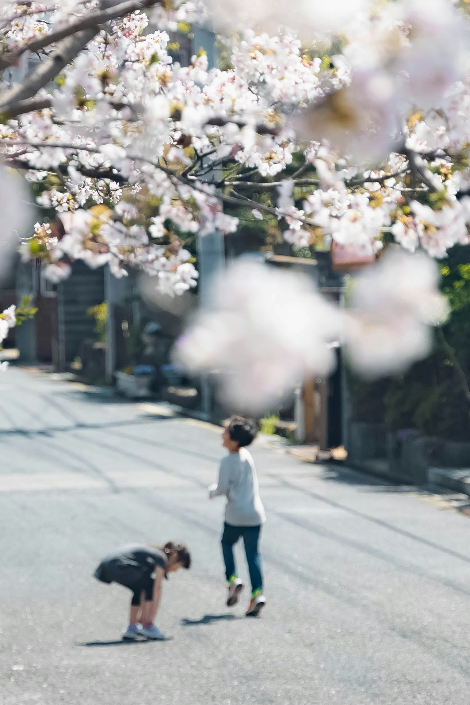 桜の並木道で遊ぶ子どもたちのある路地