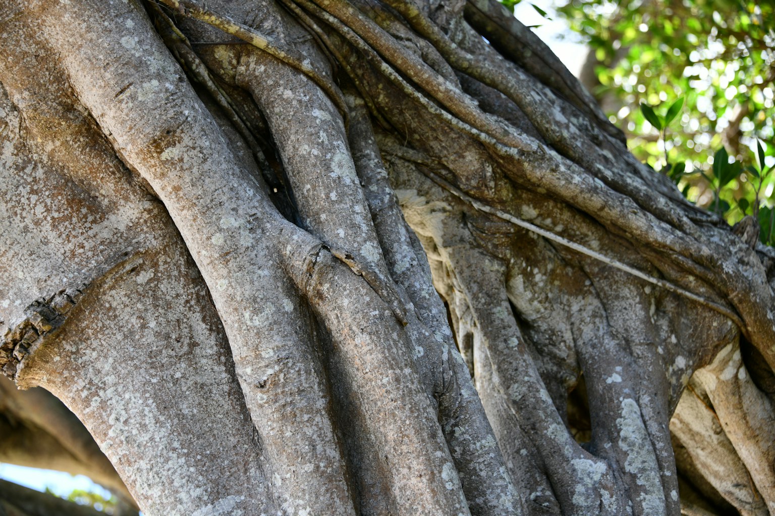 Primo piano di un tronco d'albero con una struttura radicale complessa