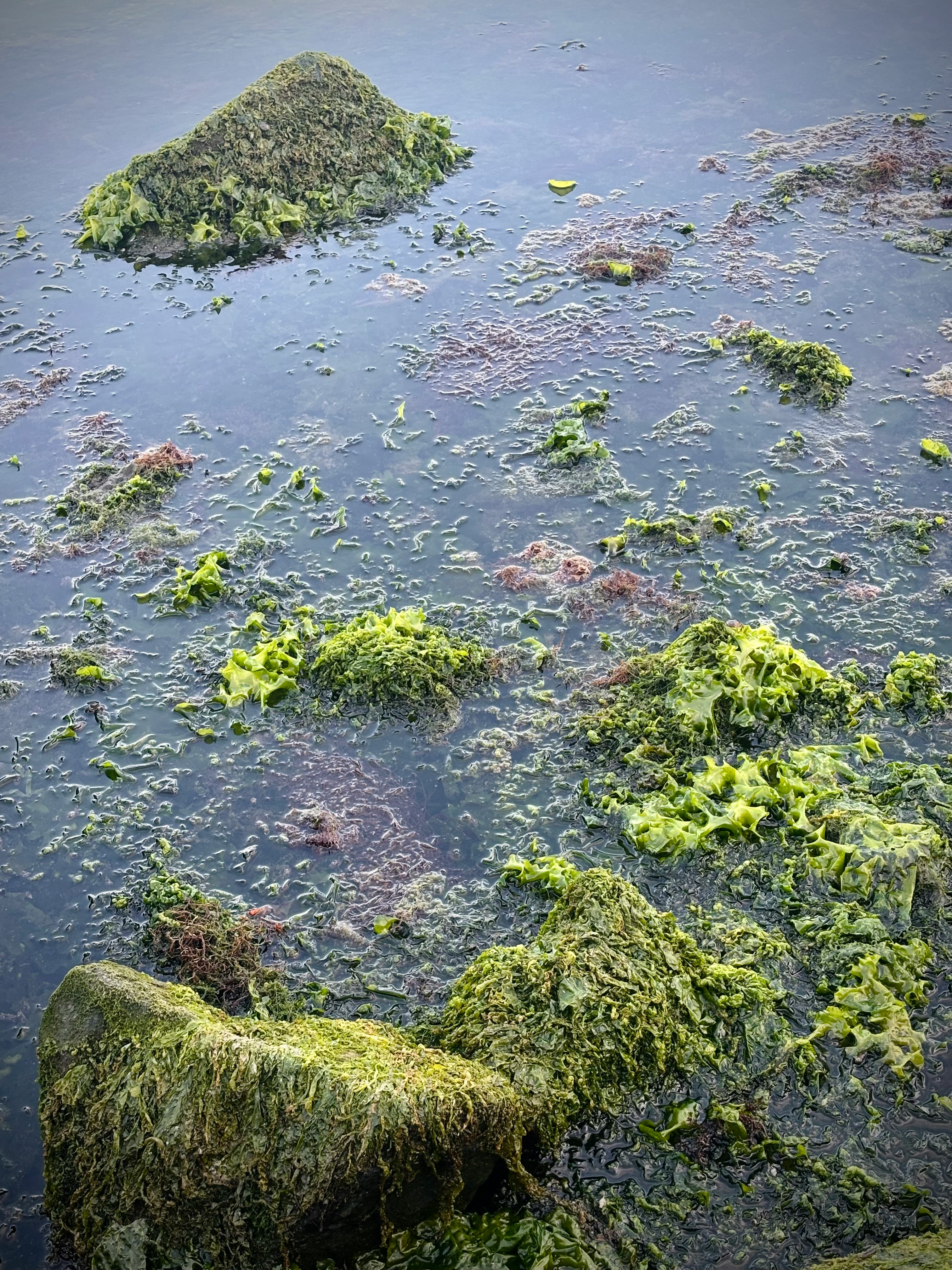 海面漂浮的藻类毯与小型岩石礁