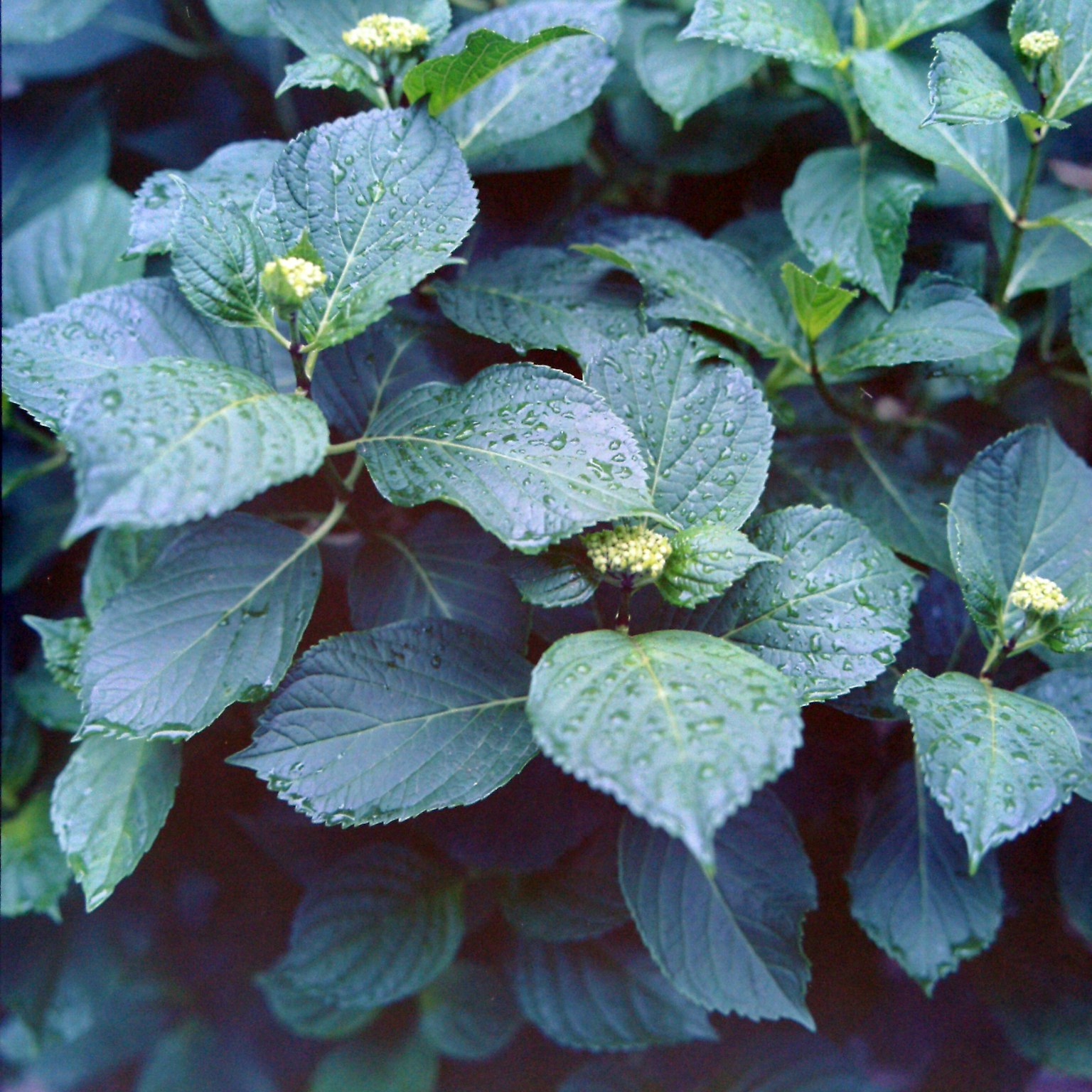 Hojas verdes con gotas en planta de hortensia