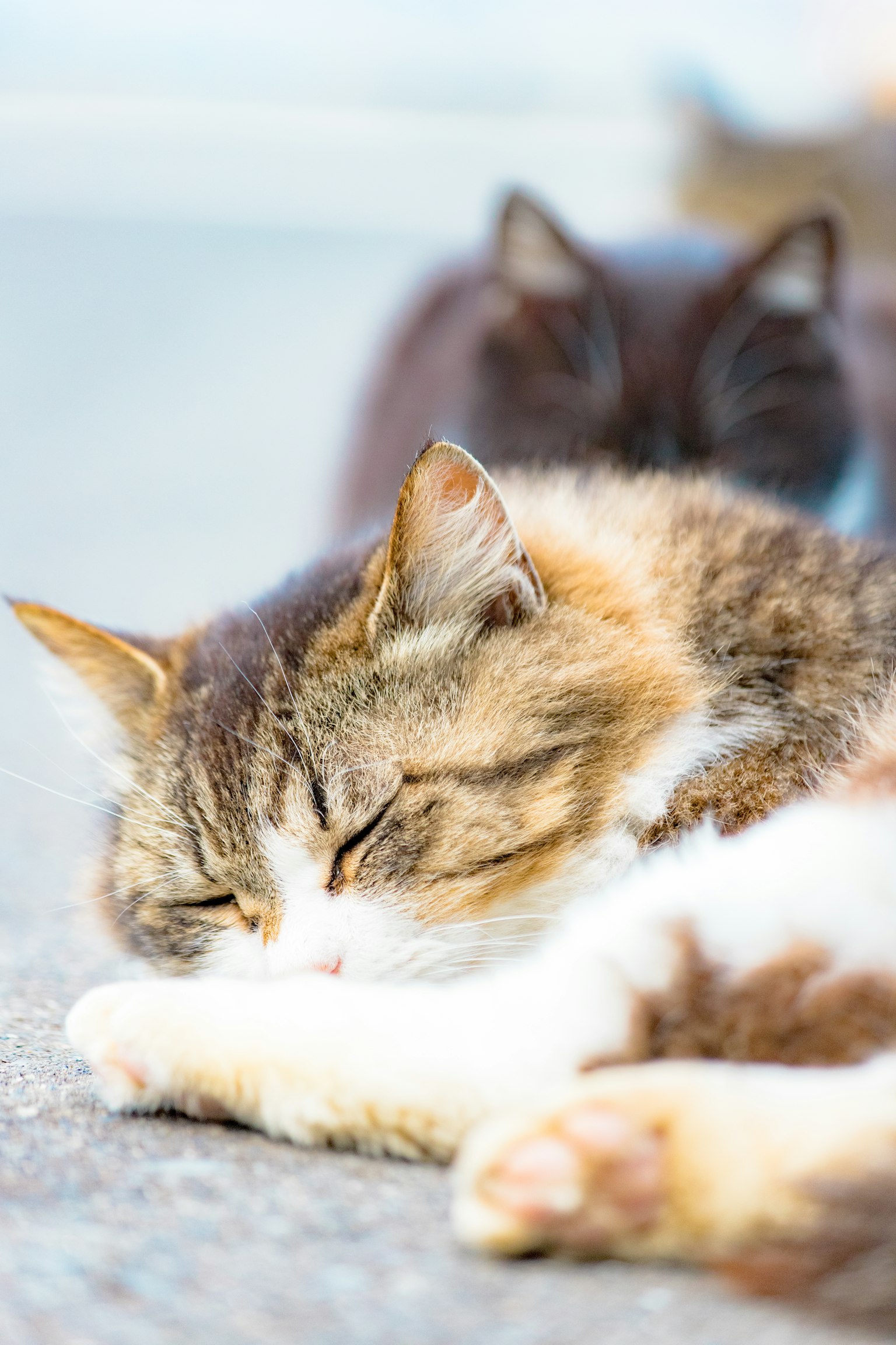 Nahaufnahme einer schlafenden Katze mit einer anderen Katze im Hintergrund schwach sichtbar