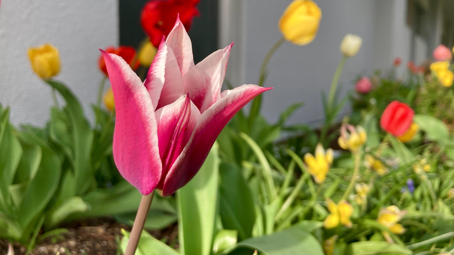 Sebuah tulip merah muda mekar di taman